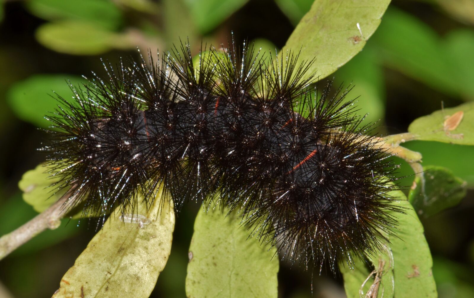 Nikon D5300 sample photo. Caterpillar, furry caterpillar, fuzzy photography