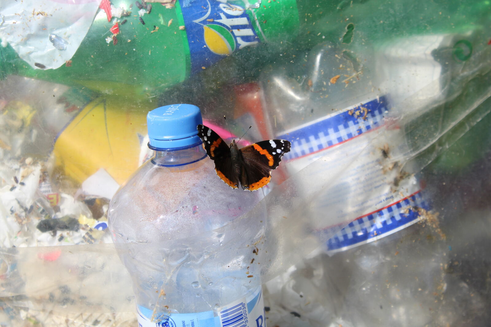 Canon EOS 1300D (EOS Rebel T6 / EOS Kiss X80) sample photo. Bottle, bottles, butterfly, plastic photography