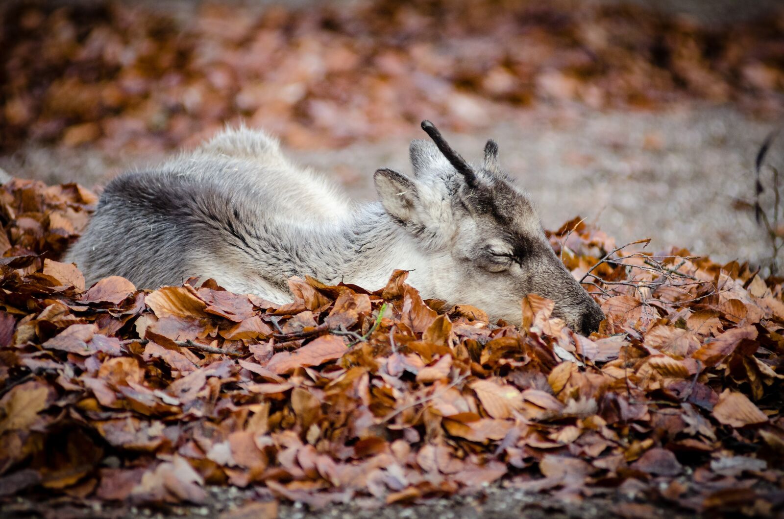 Nikon D7000 sample photo. Animal, dry leaves, fall photography