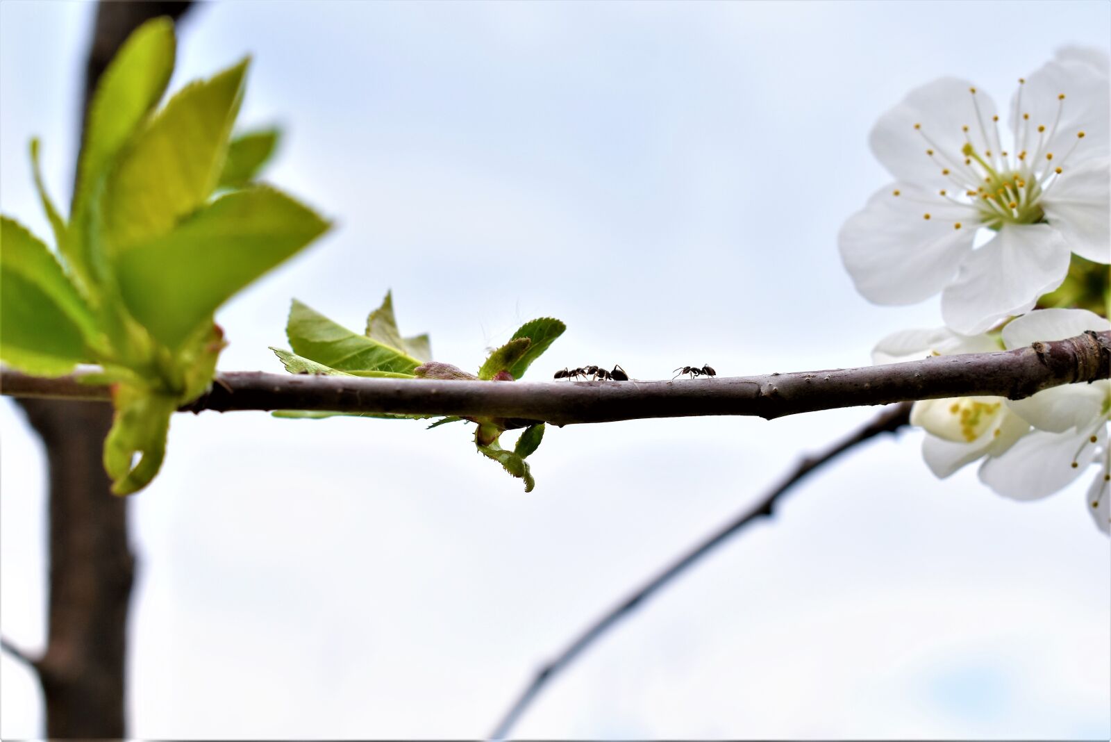 Nikon D5500 sample photo. Ants, stick, nature photography