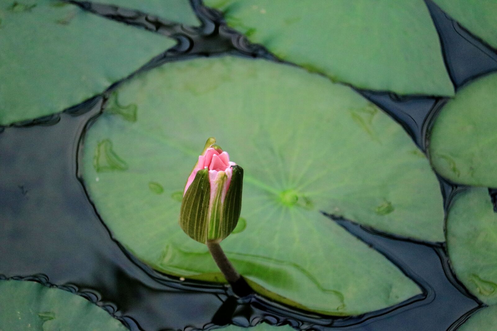 Canon EOS 750D (EOS Rebel T6i / EOS Kiss X8i) + Canon EF-S 55-250mm F4-5.6 IS STM sample photo. Water lily, flower, bud photography