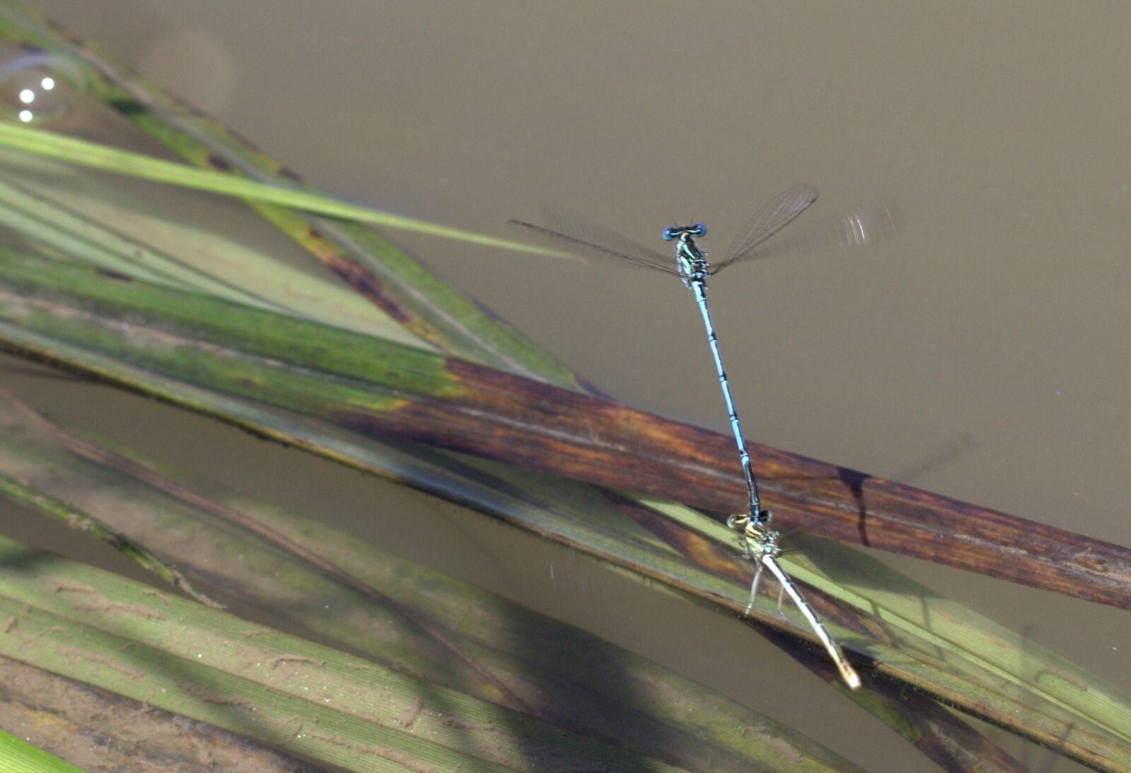 Canon EOS 700D (EOS Rebel T5i / EOS Kiss X7i) sample photo. Dragonflies, mating, water photography