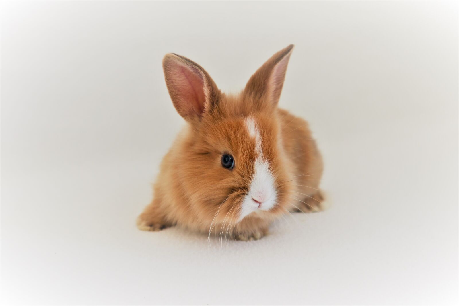 Canon EOS M100 sample photo. Rabbit, brown, nager photography