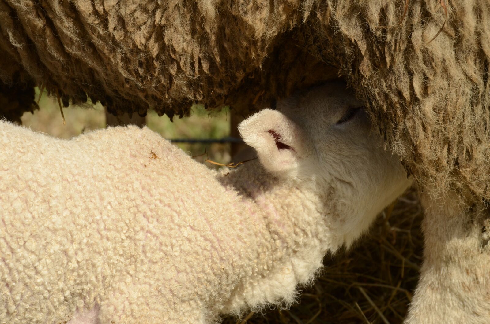 Nikon D7000 sample photo. Lamb, sheep, suckle photography
