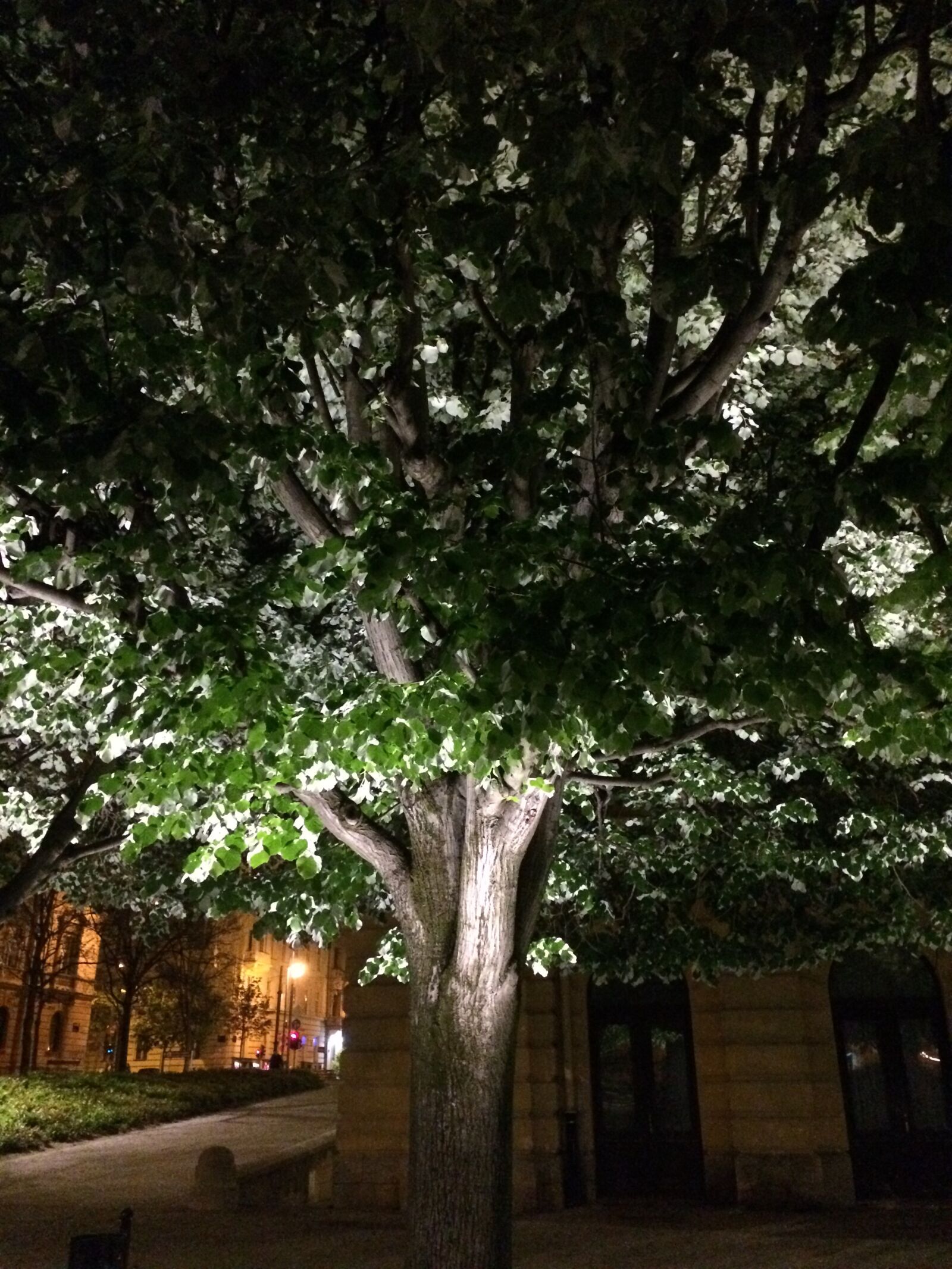 Apple iPhone 5s sample photo. Light, night, tree photography