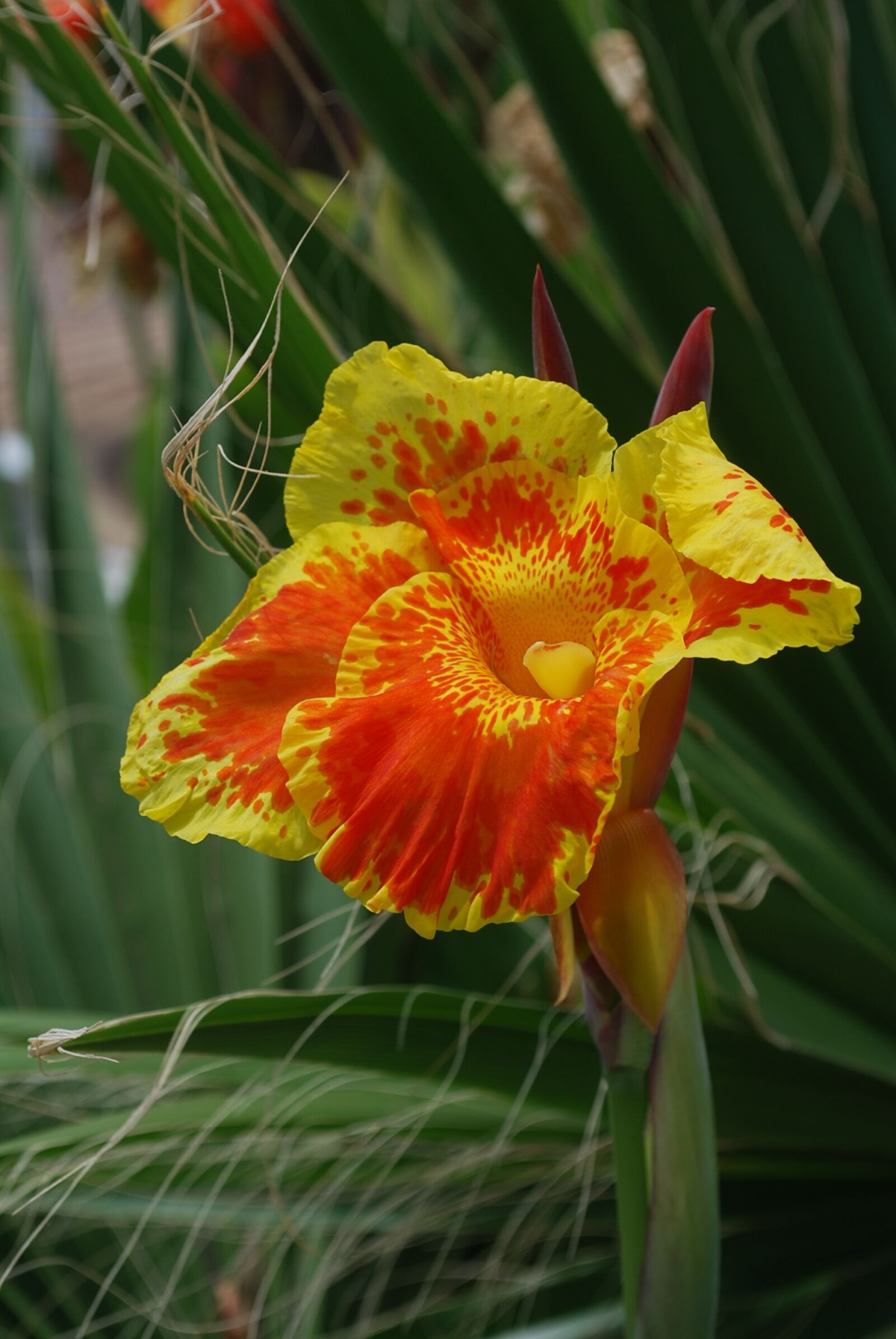 Nikon D60 sample photo. Nature, plant, flower photography