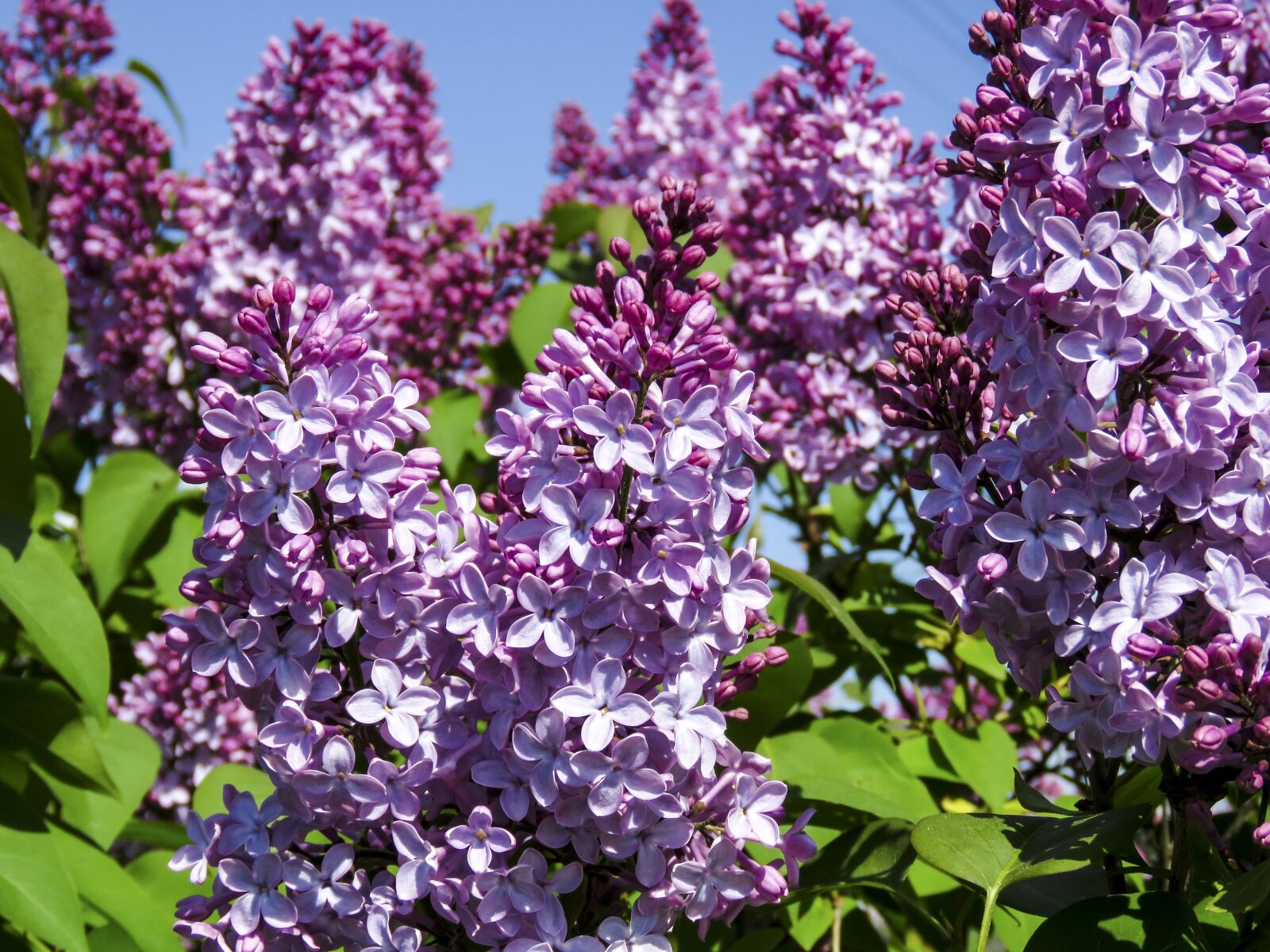 Canon PowerShot SX60 HS sample photo. Lilac, flowers, bush photography