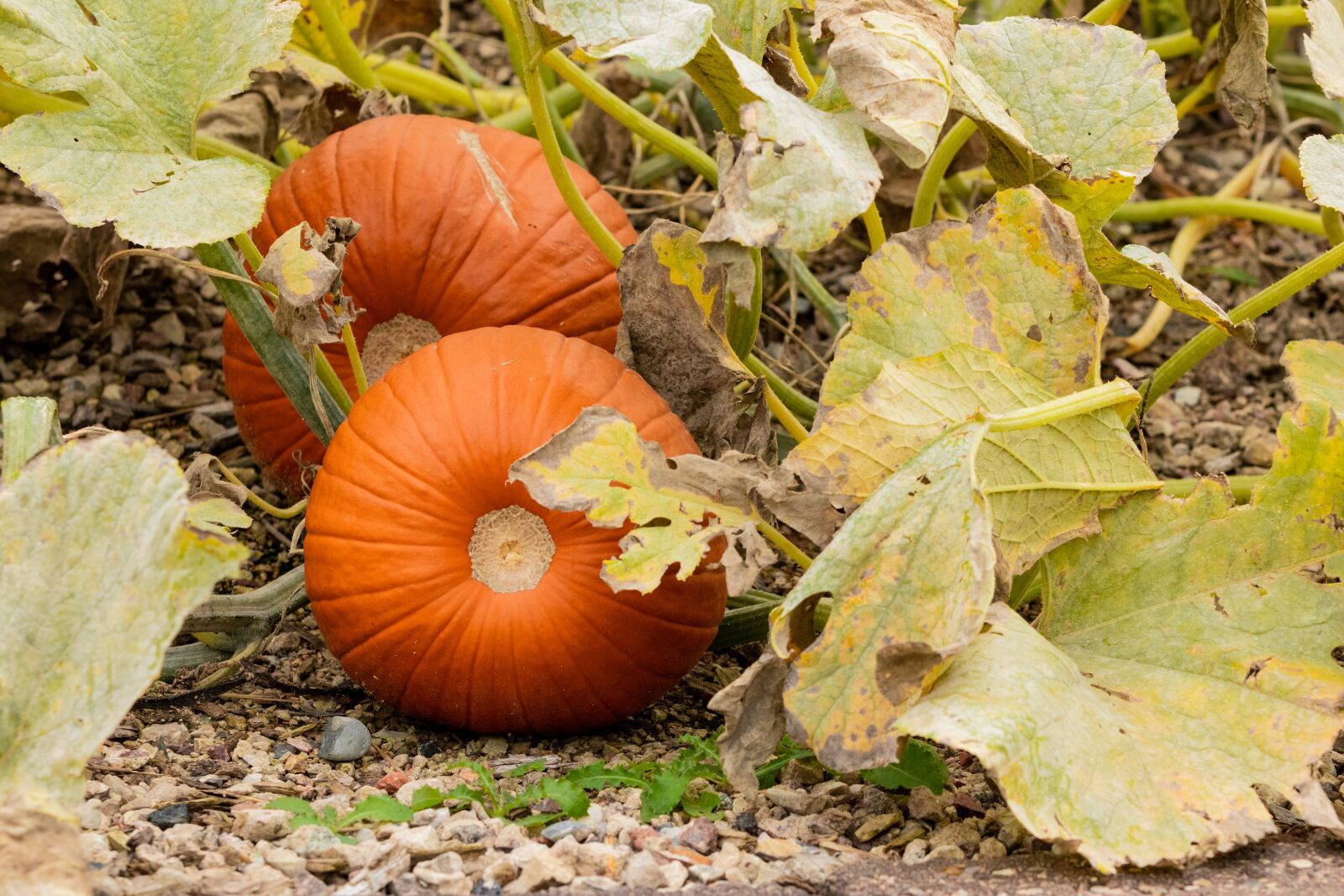 Canon EOS 80D sample photo. Patch, pie, harvest photography