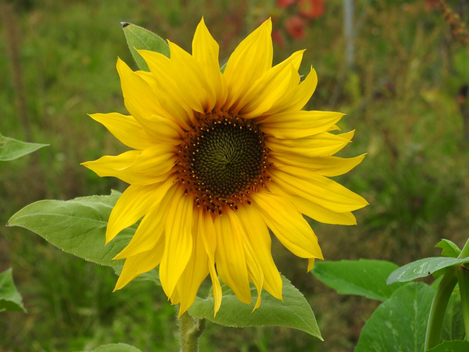 Nikon Coolpix P900 sample photo. Sunflower, flower, yellow photography