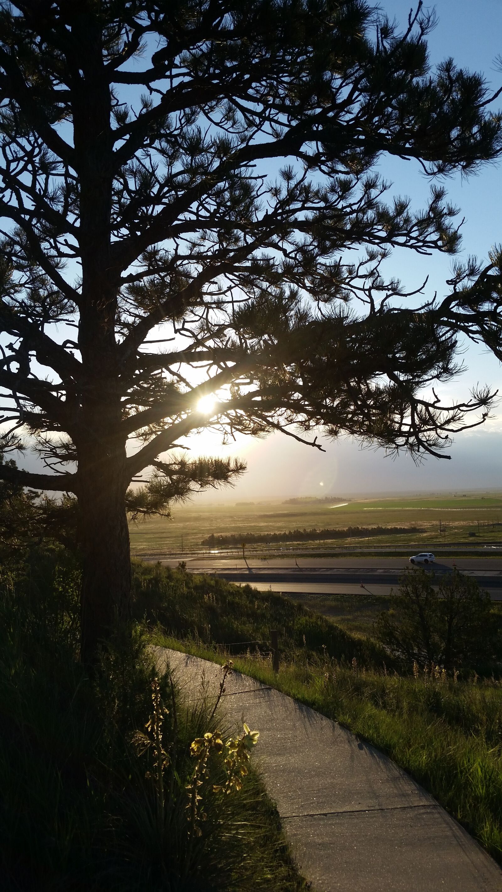 Samsung Galaxy S5 sample photo. Tree, road, sun photography