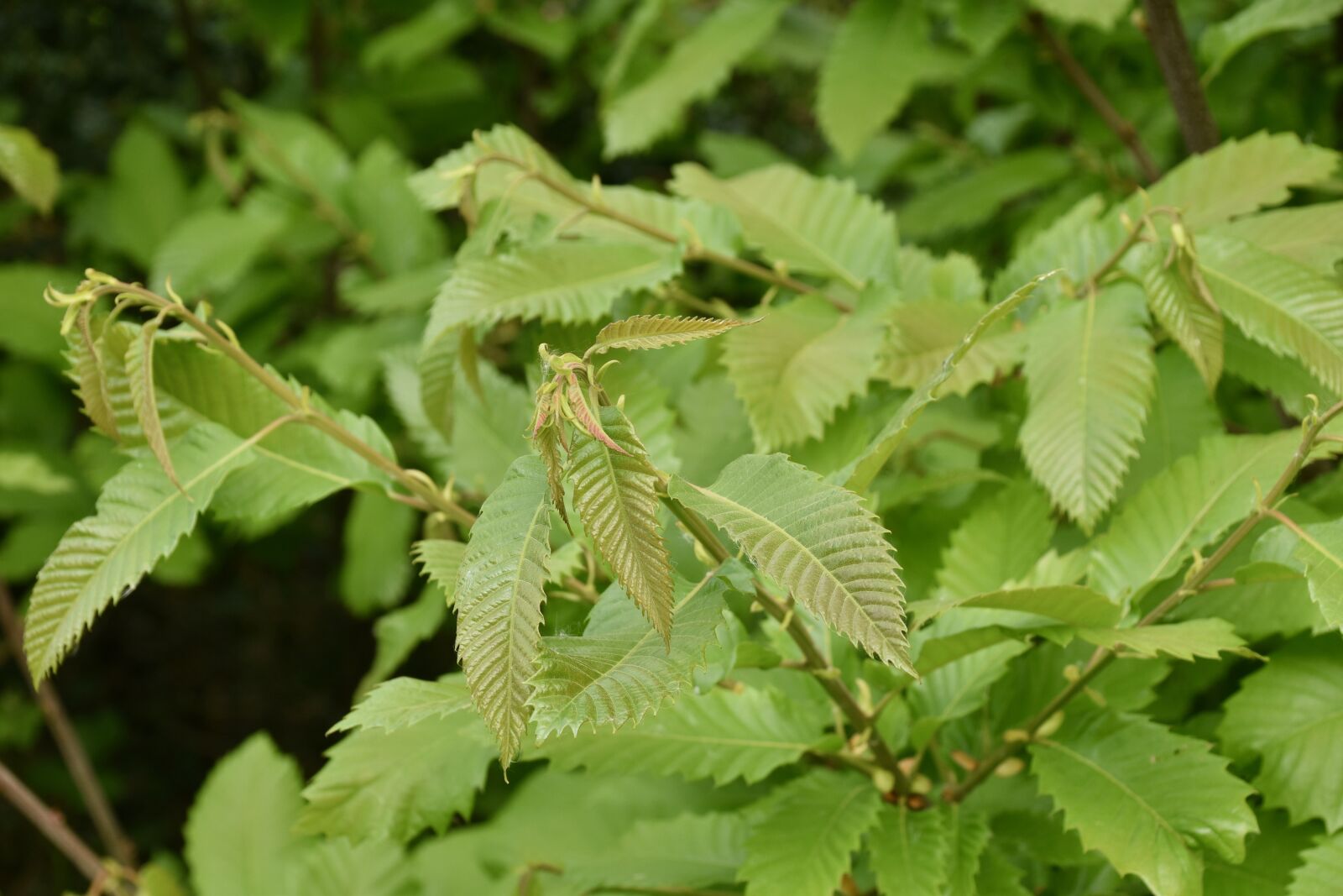 Nikon D5600 sample photo. Leaf, green leaves, chestnut photography