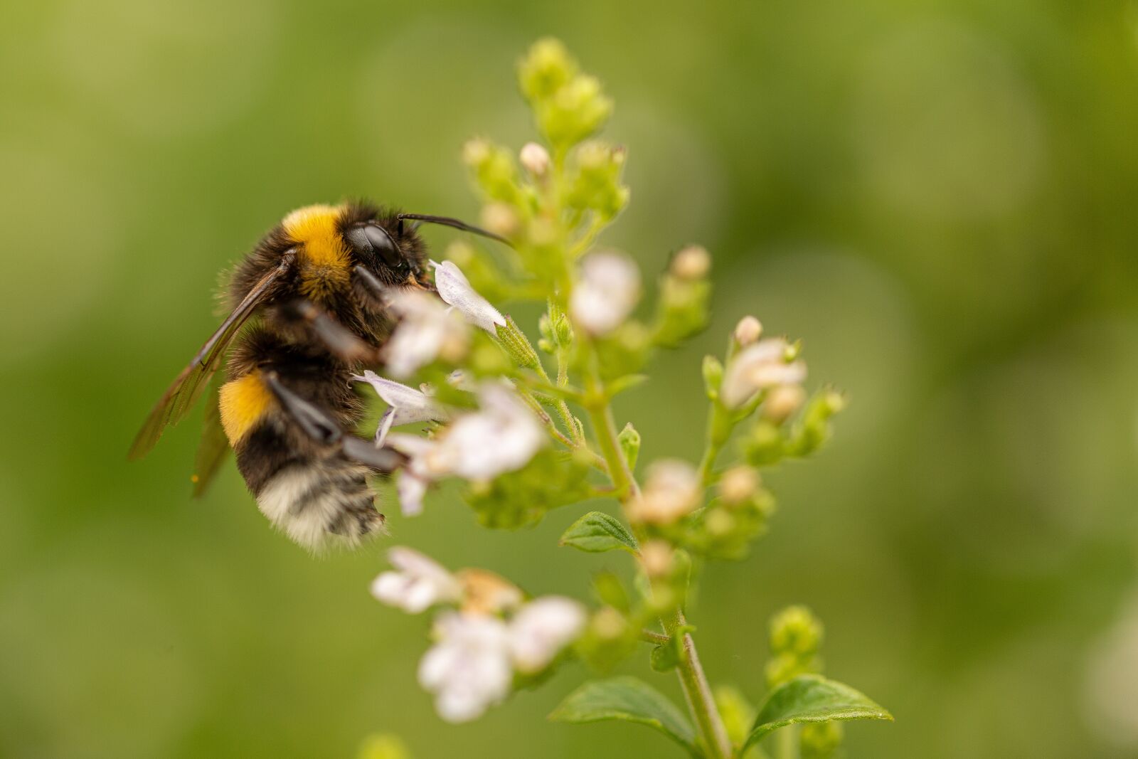 Canon EF 100mm F2.8L Macro IS USM sample photo. Bee, flower, garden photography
