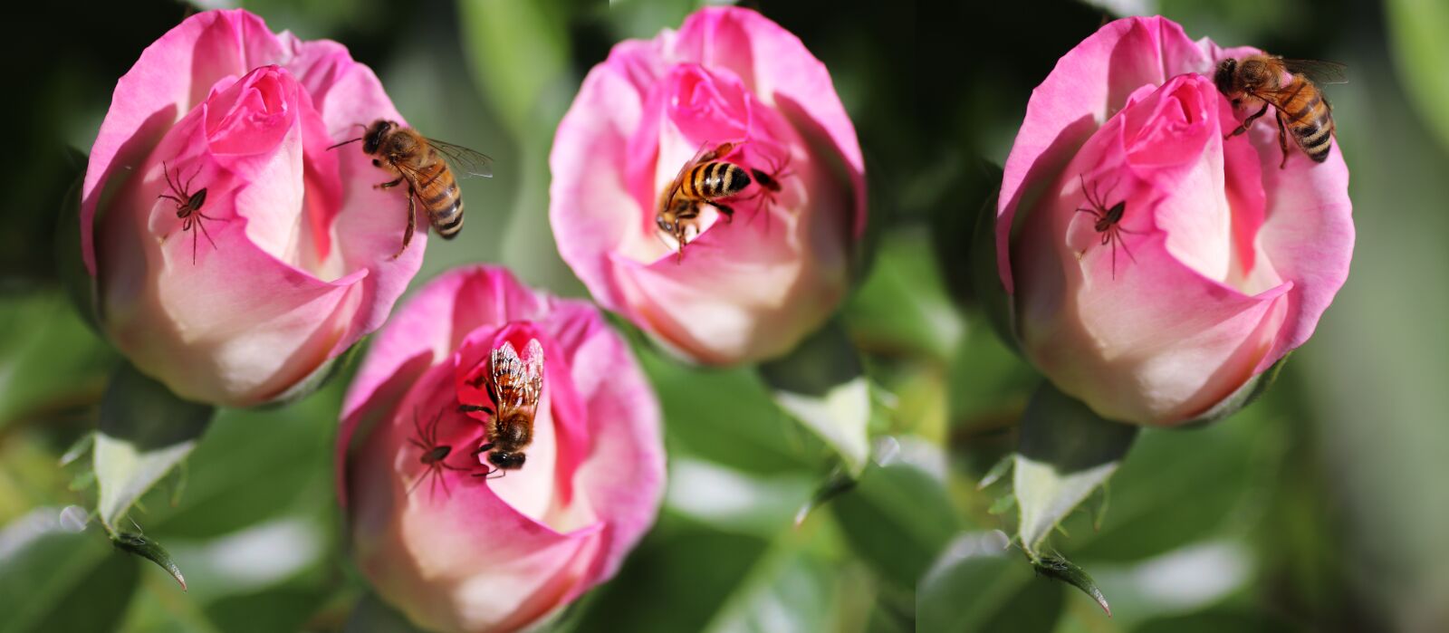 Tamron SP 90mm F2.8 Di VC USD 1:1 Macro sample photo. Insects, bees, spiders photography