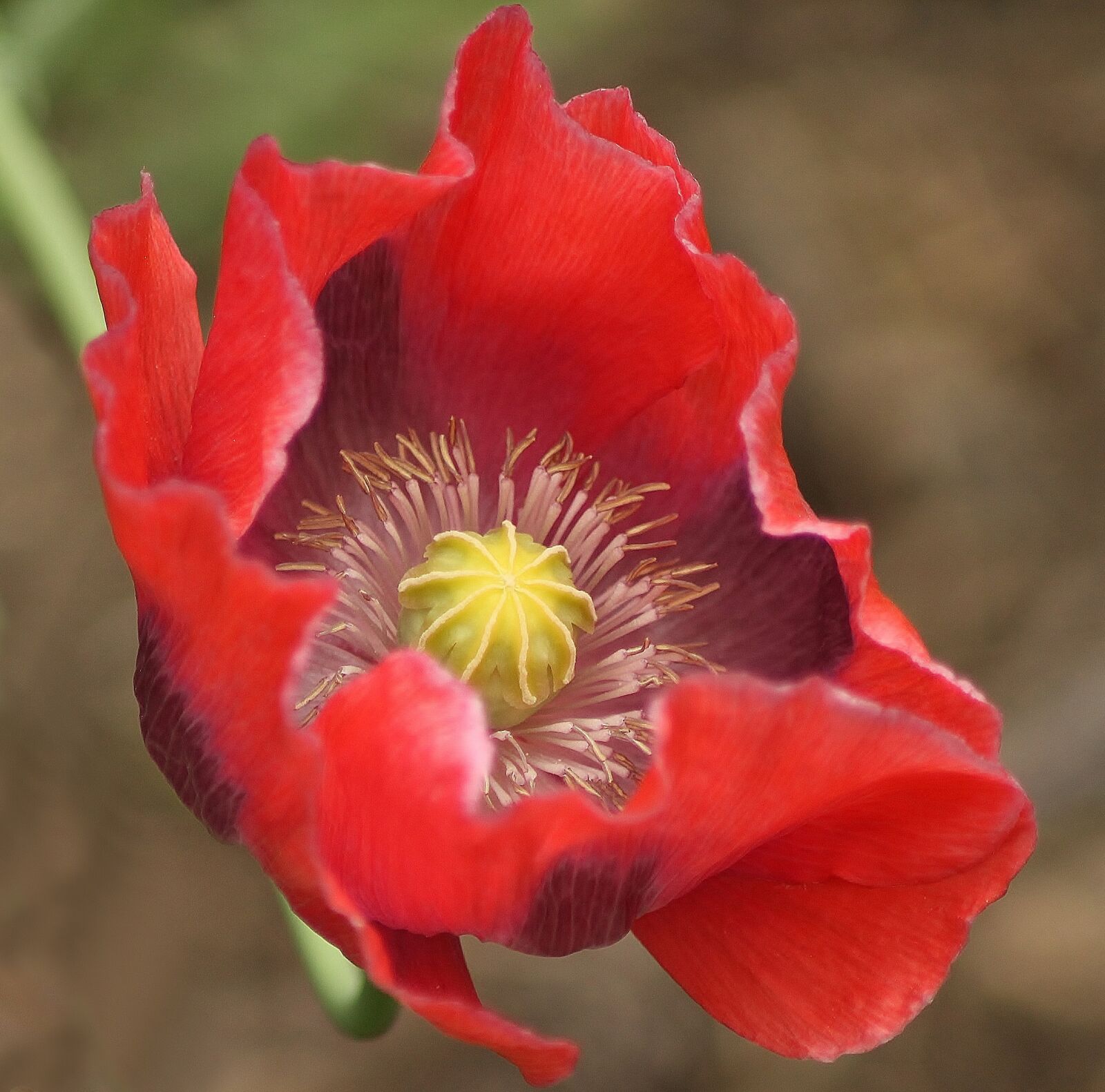 Canon EOS 1100D (EOS Rebel T3 / EOS Kiss X50) sample photo. Red, flower, yellow photography