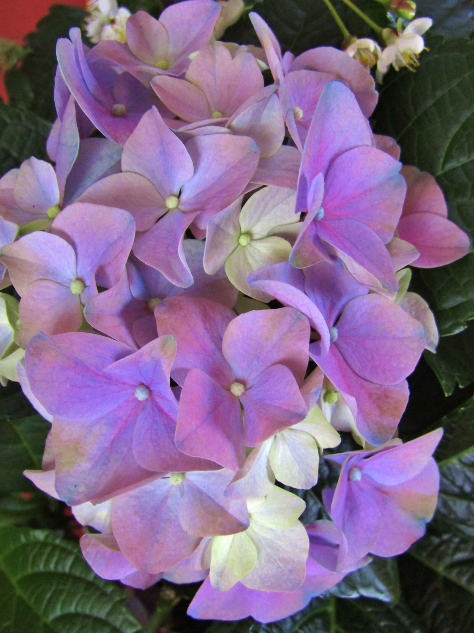 Canon POWERSHOT SX432 IS sample photo. Hydrangea, purple, hydrangea bush photography