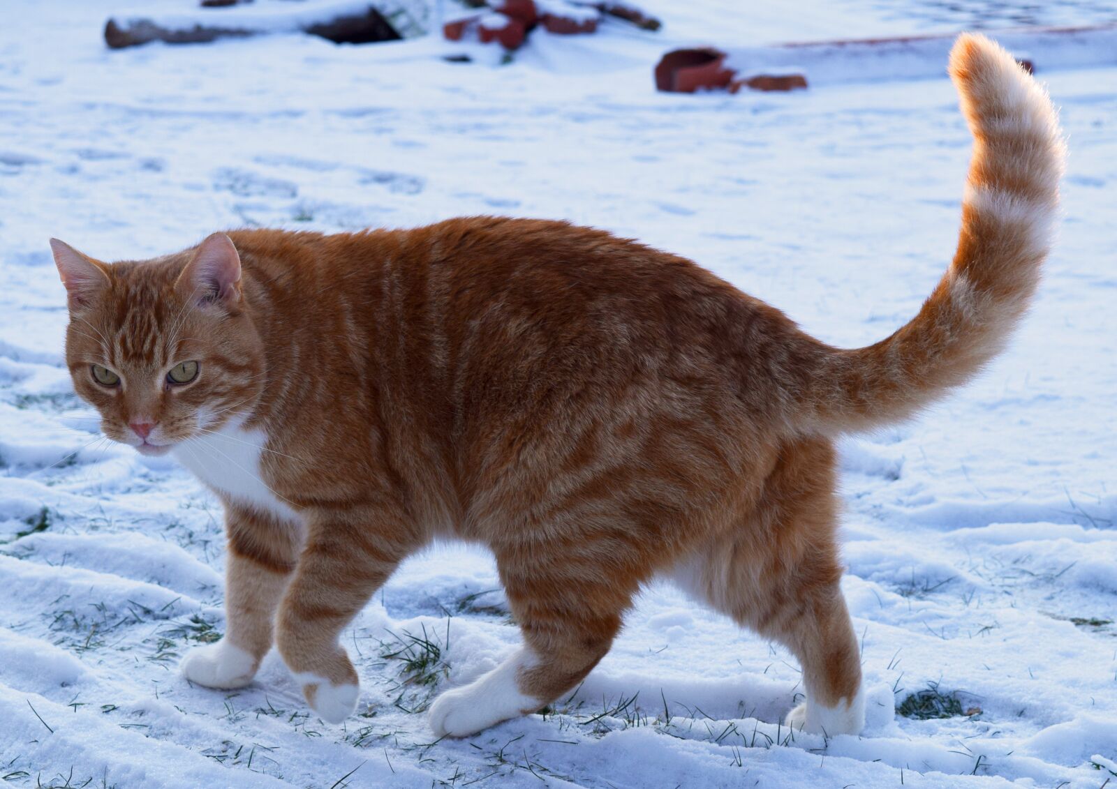 Nikon D5300 sample photo. Cat, red, cute photography