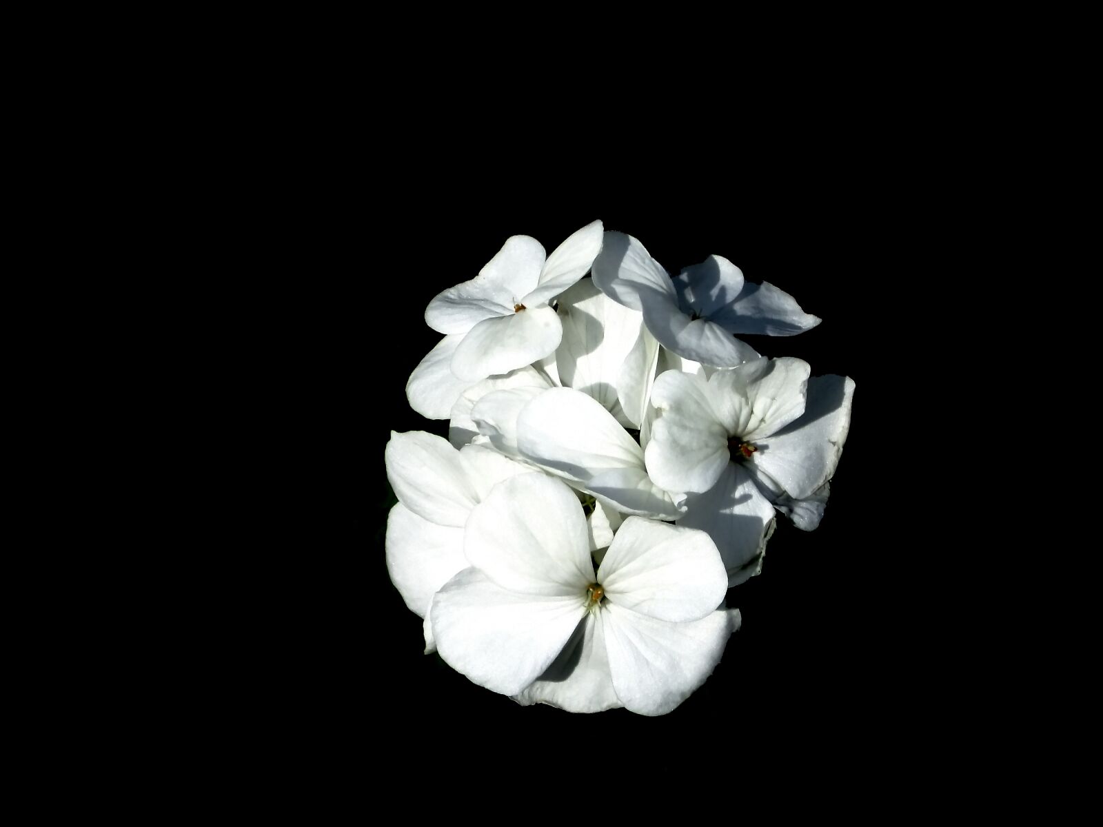 FujiFilm FinePix F80EXR (FinePix F85EXR) sample photo. Geranium, flower, white photography