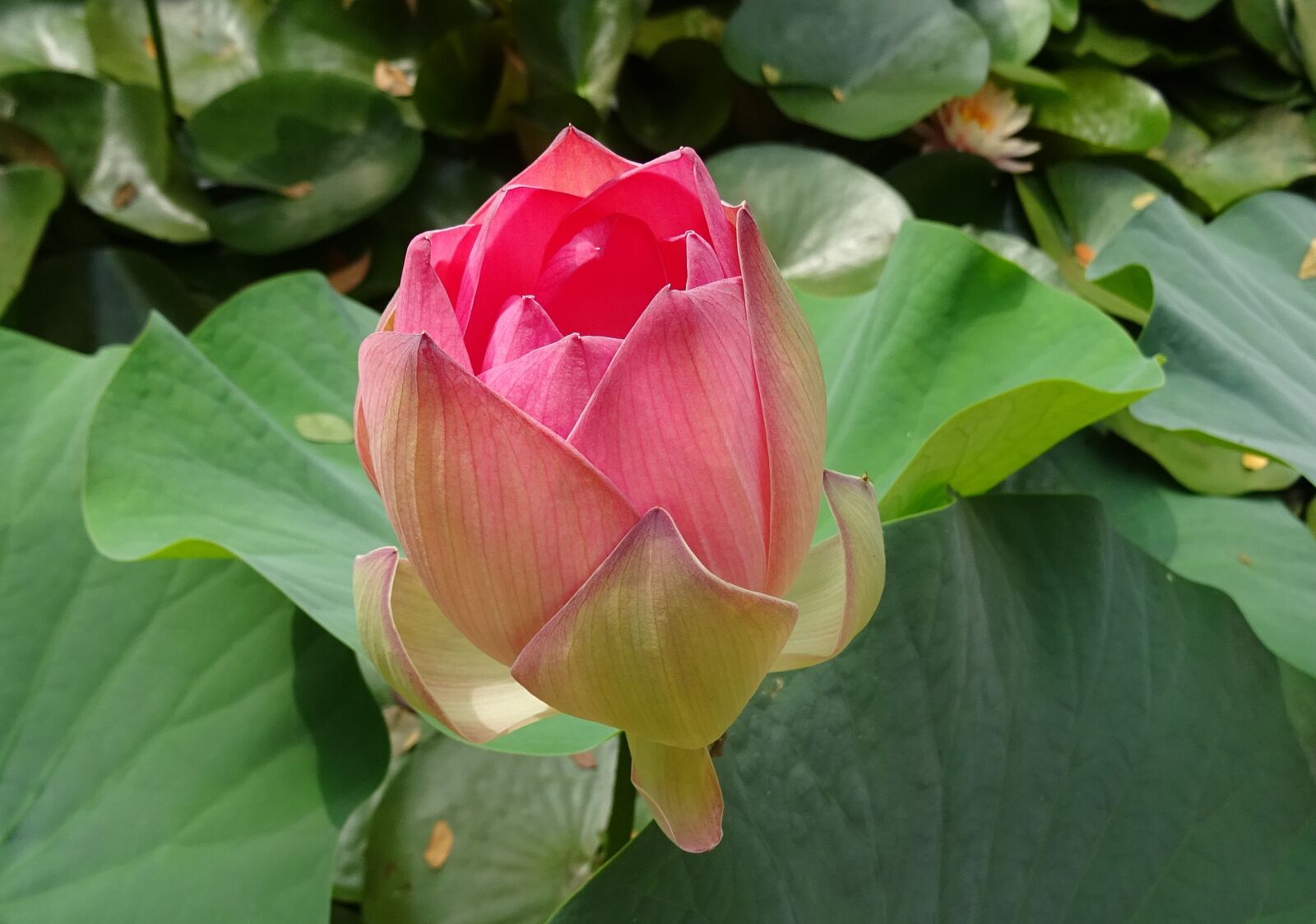 Sony DSC-HX60V sample photo. Lotus, flower, pink photography