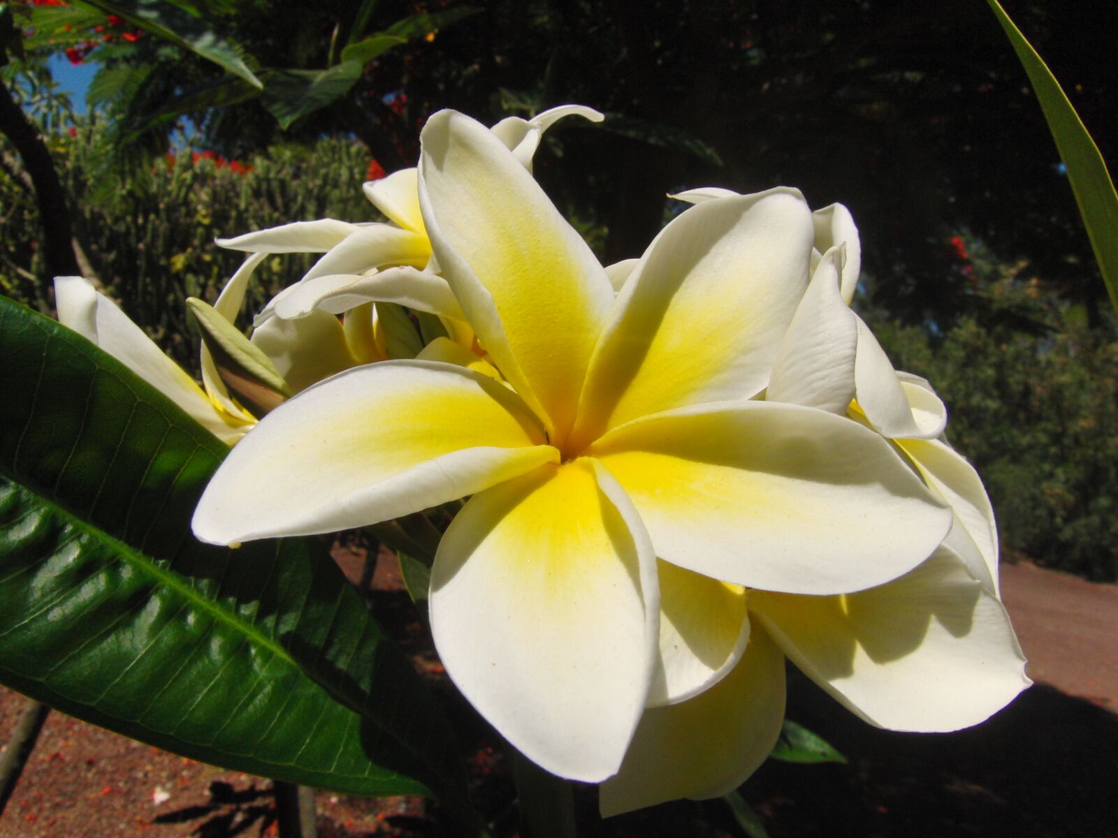CASIO EX-FH20 sample photo. Blossom, bloom, yellow photography