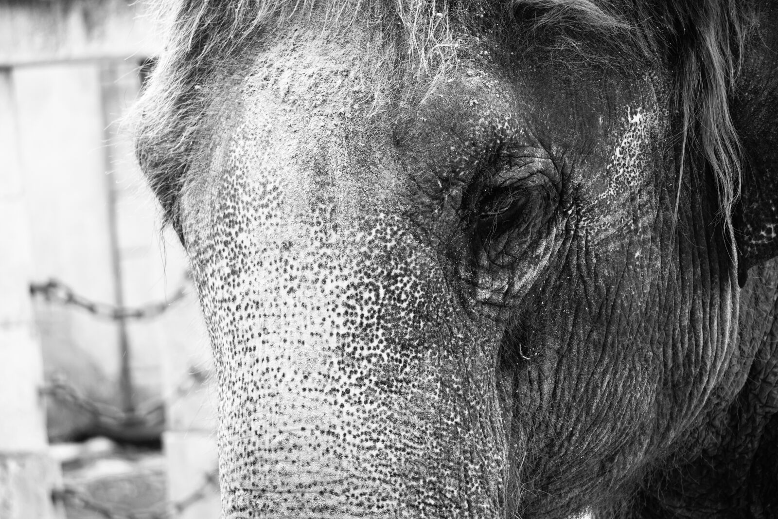 Sony E 55-210mm F4.5-6.3 OSS sample photo. Elephant, structure, tusks photography