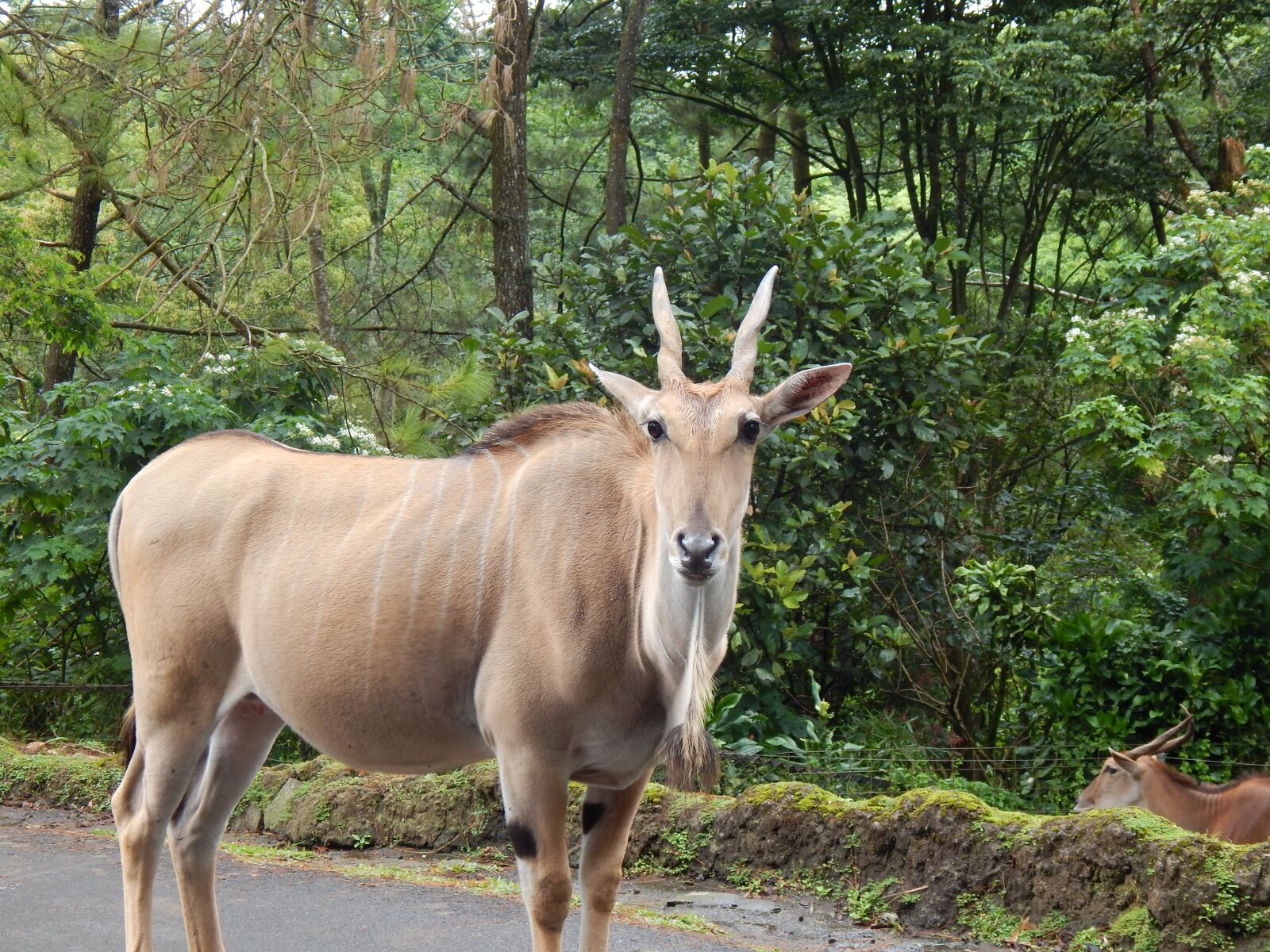 Nikon Coolpix L830 sample photo. Wild, animal, life photography