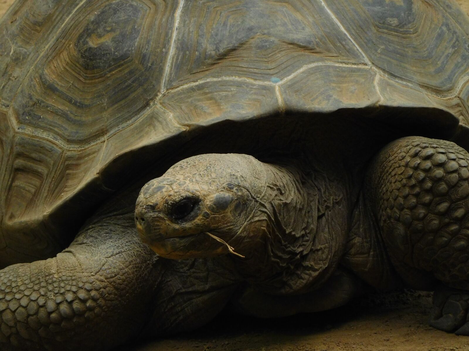 Nikon Coolpix S7000 sample photo. Galapagos giant tortoise, turtle photography