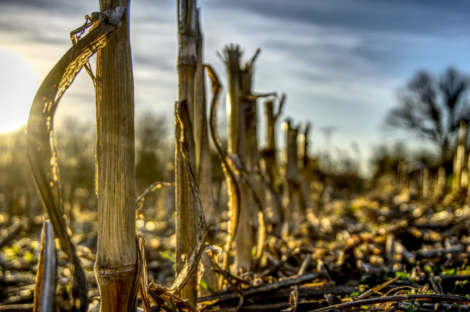Sony a6000 sample photo. Corn, cut off, harvest photography