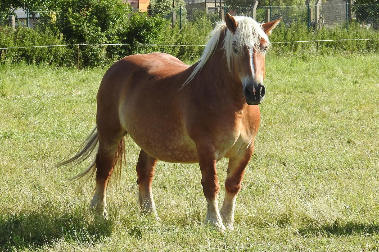 Canon EOS 1100D (EOS Rebel T3 / EOS Kiss X50) sample photo. Horse, mare, kaltblut photography