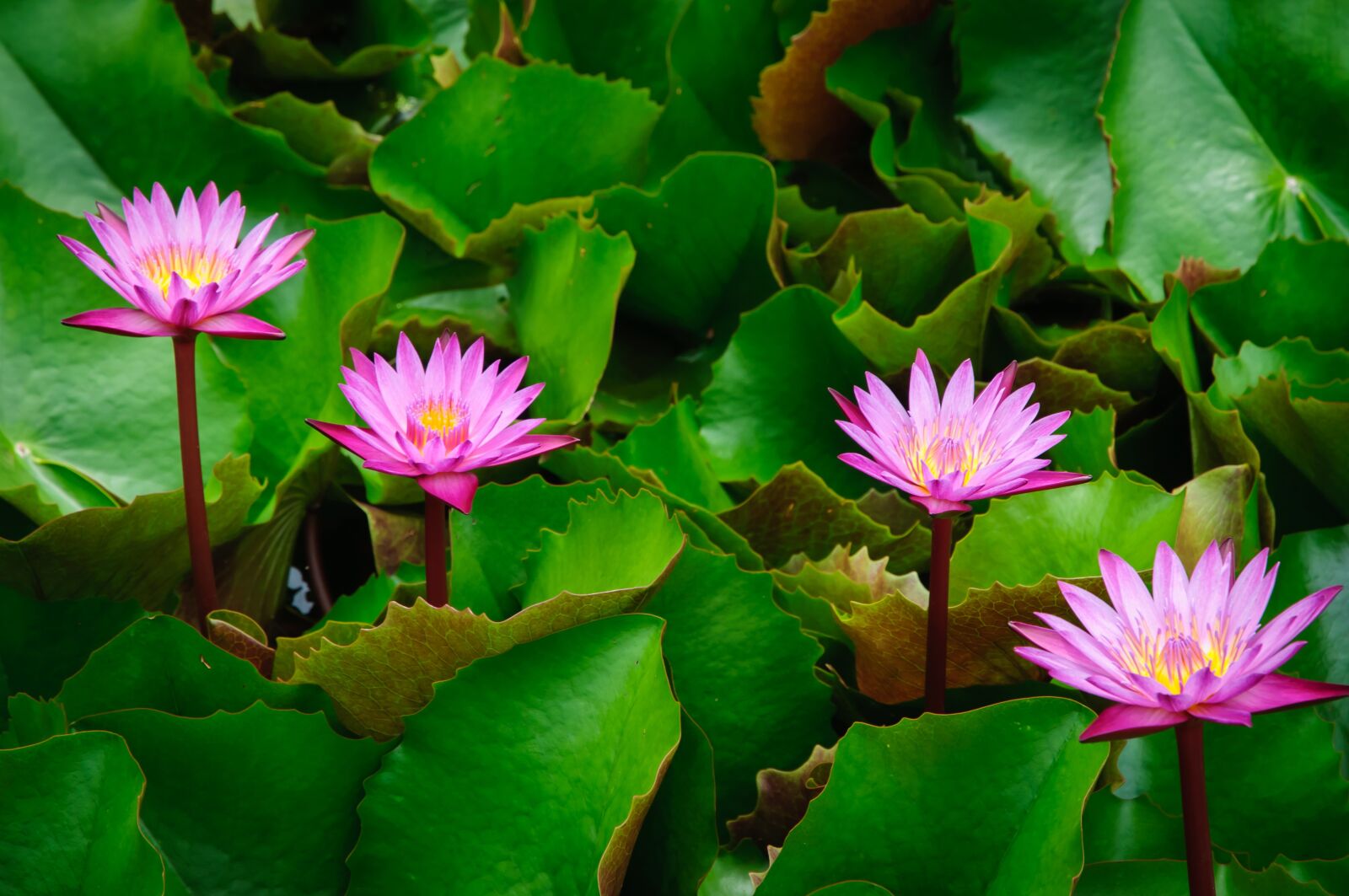 Nikon D90 sample photo. Lotus, pink, autumn leaves photography