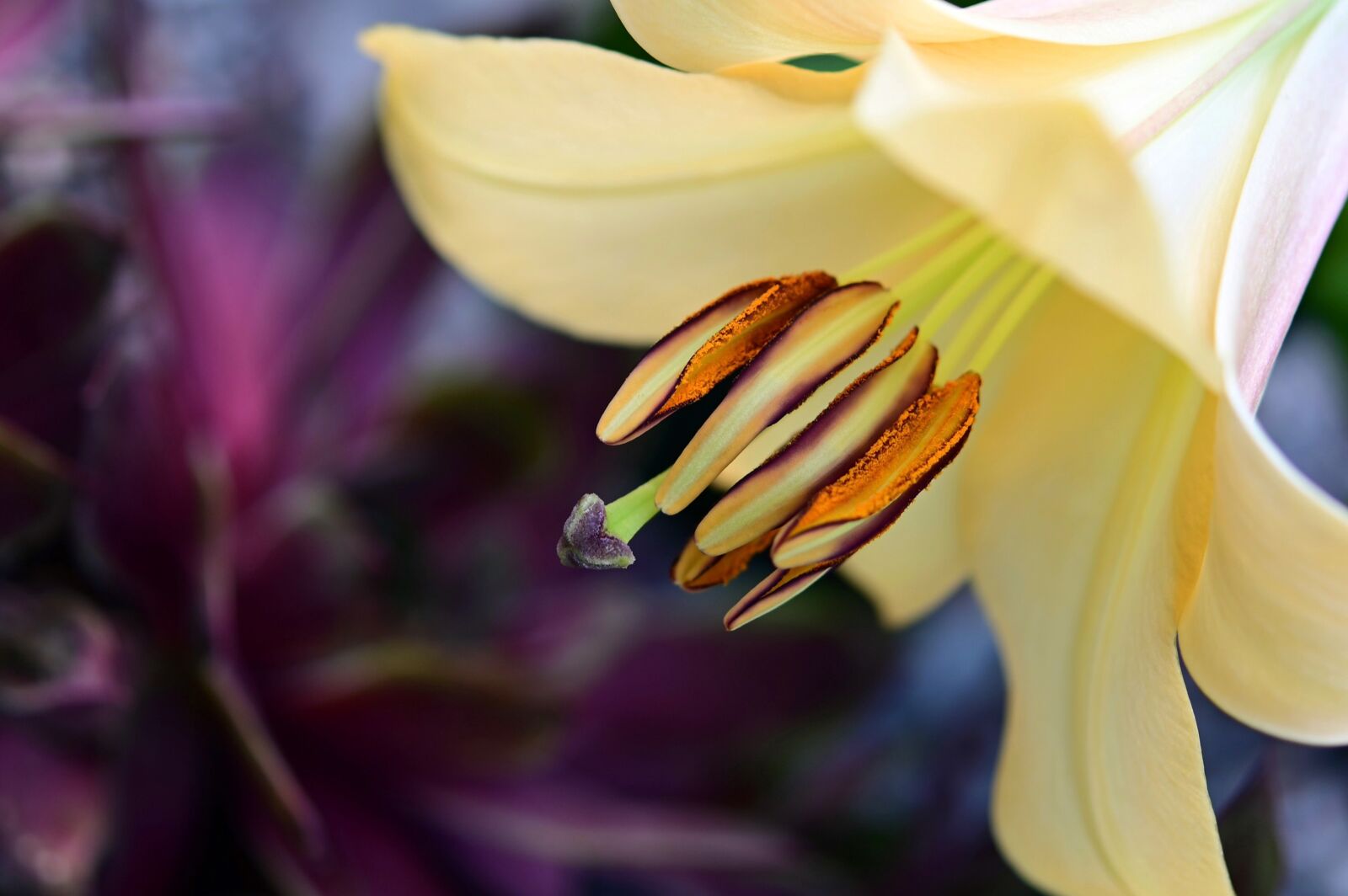 Nikon Z6 sample photo. Lily, pollen, stamen photography
