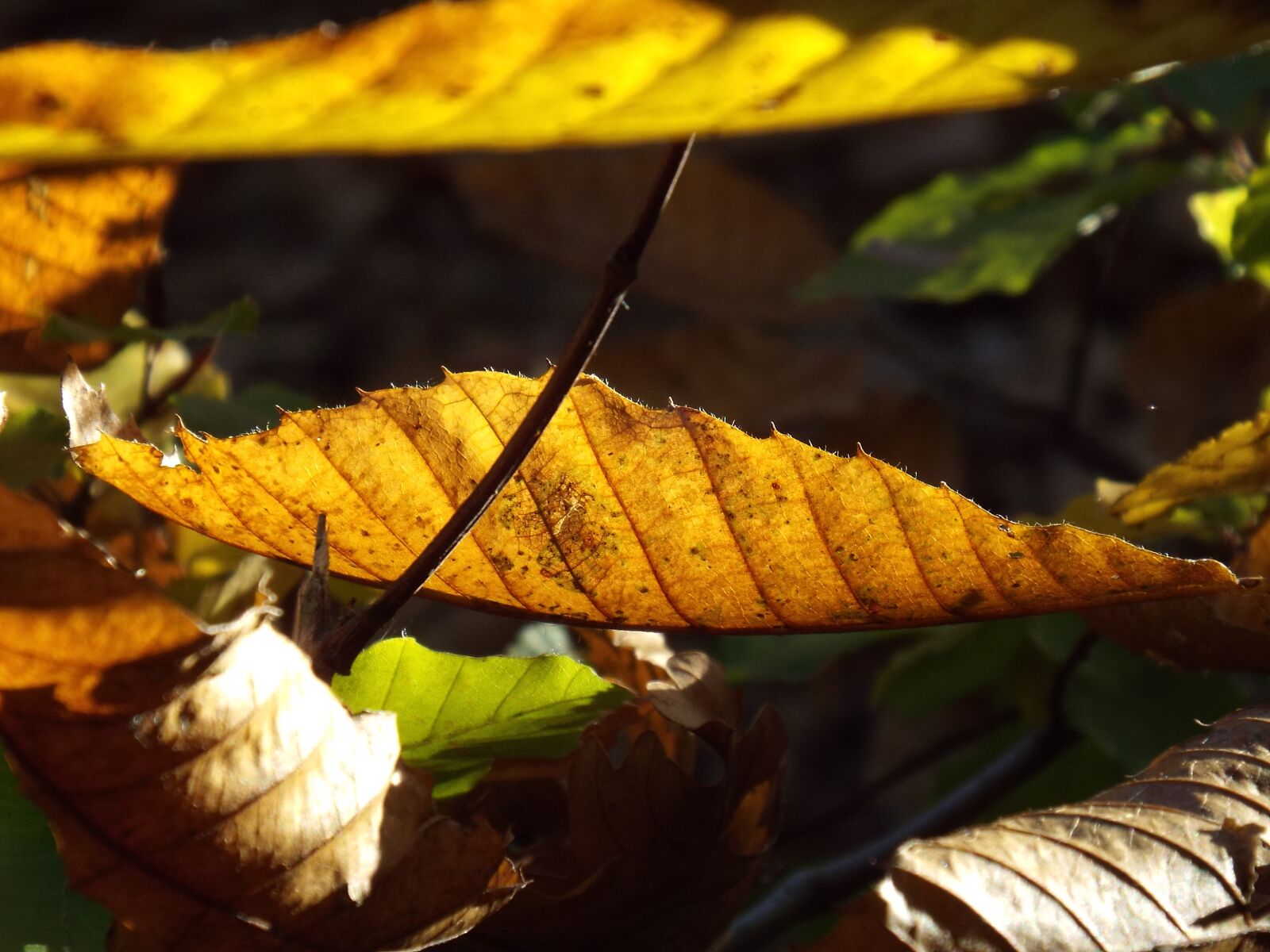 Fujifilm FinePix S6800 sample photo. Autumn, leaves, sun photography