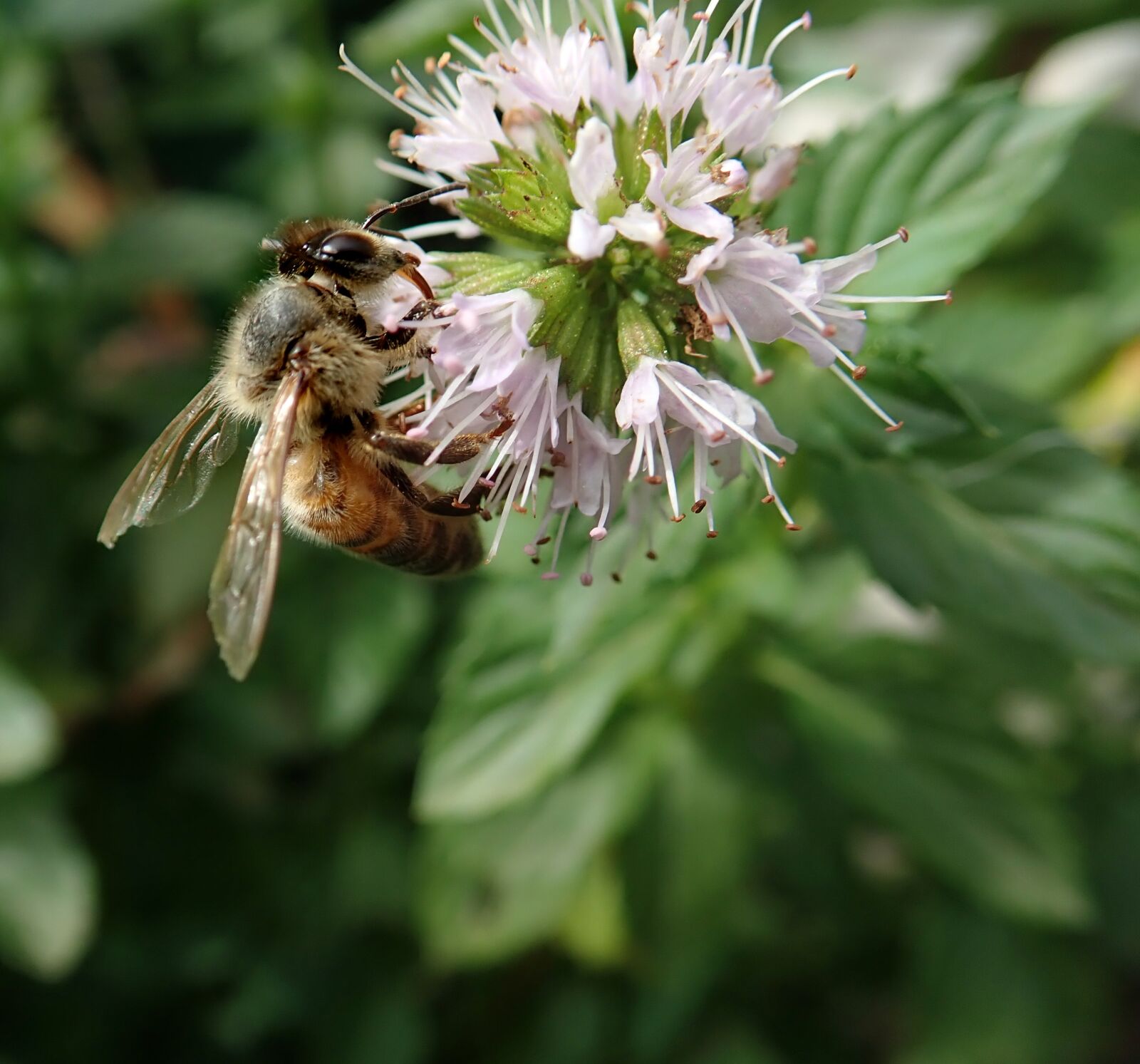 Olympus TG-5 sample photo. Bee, insect, pollen photography