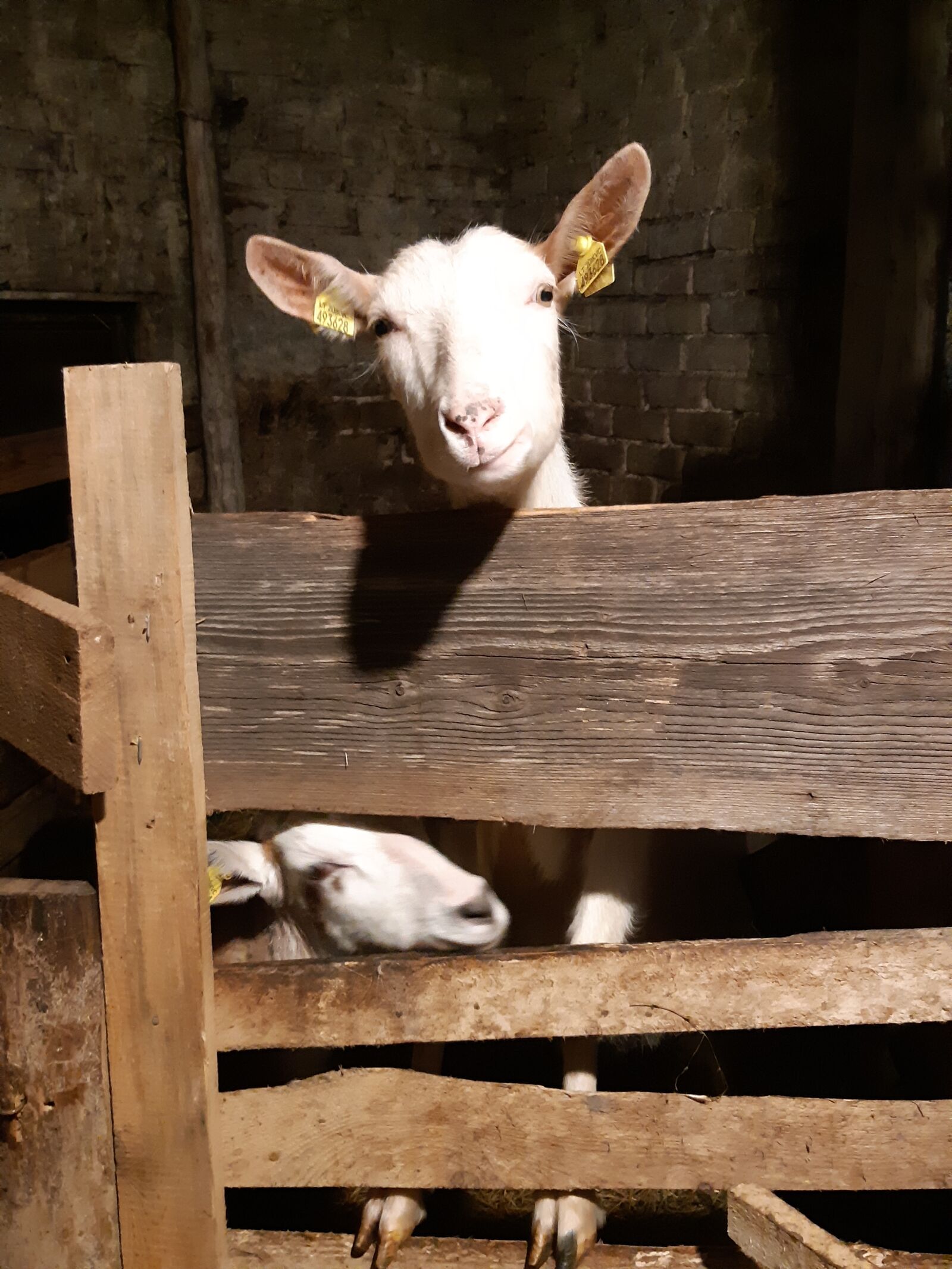 Samsung Galaxy A8(2018) sample photo. Farm, animals, va photography