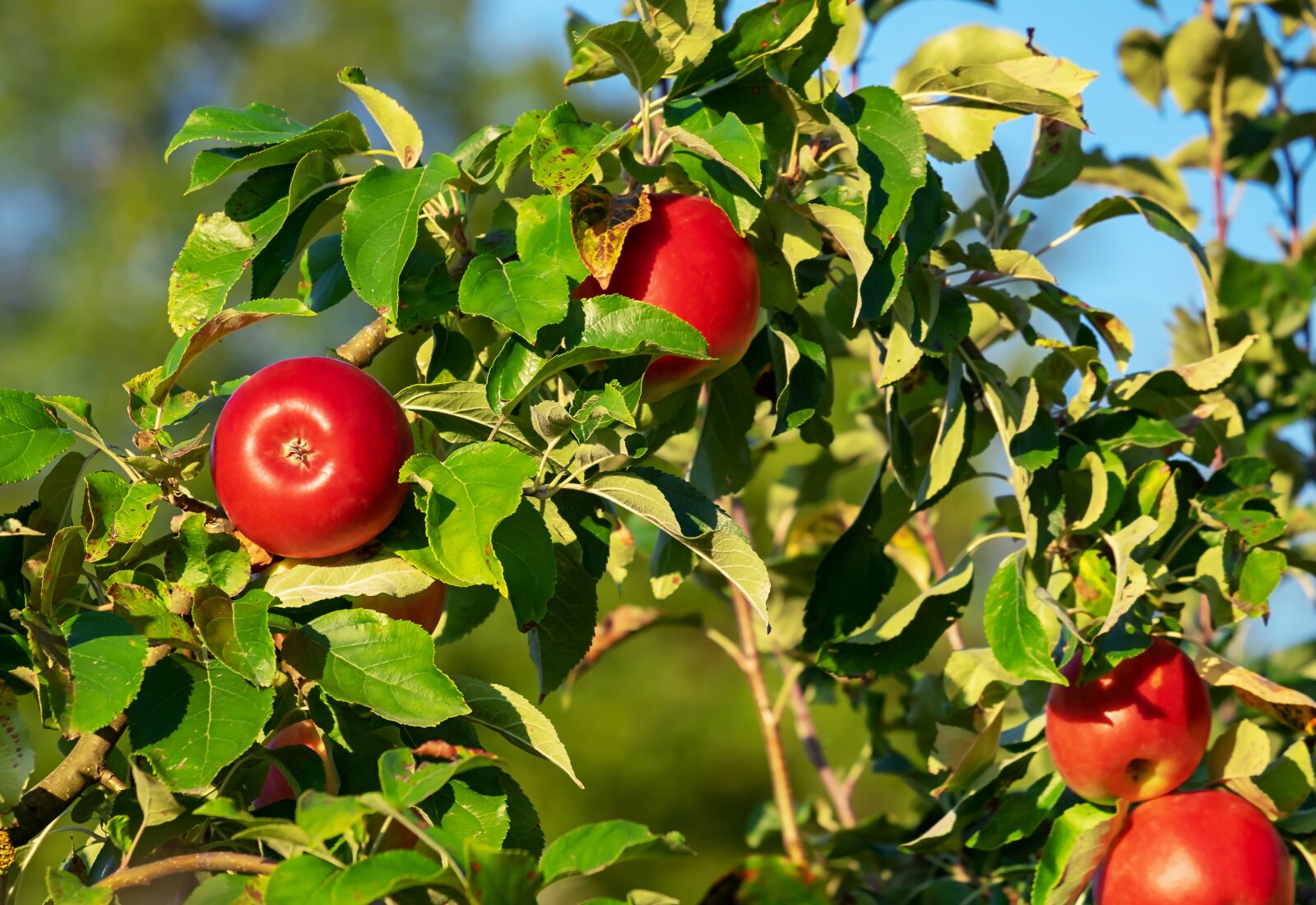 Fujifilm XF 55-200mm F3.5-4.8 R LM OIS sample photo. Apple, apple tree, apple photography