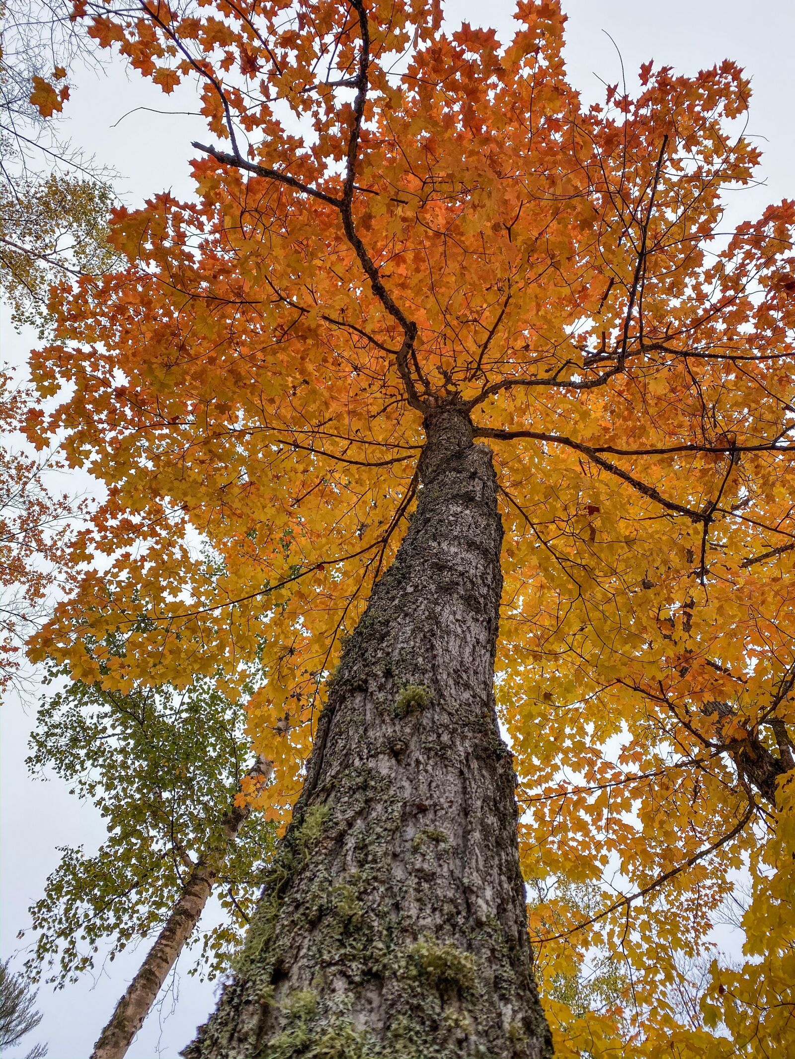 Apple iPhone 11 Pro sample photo. Tree, autumn, forest photography