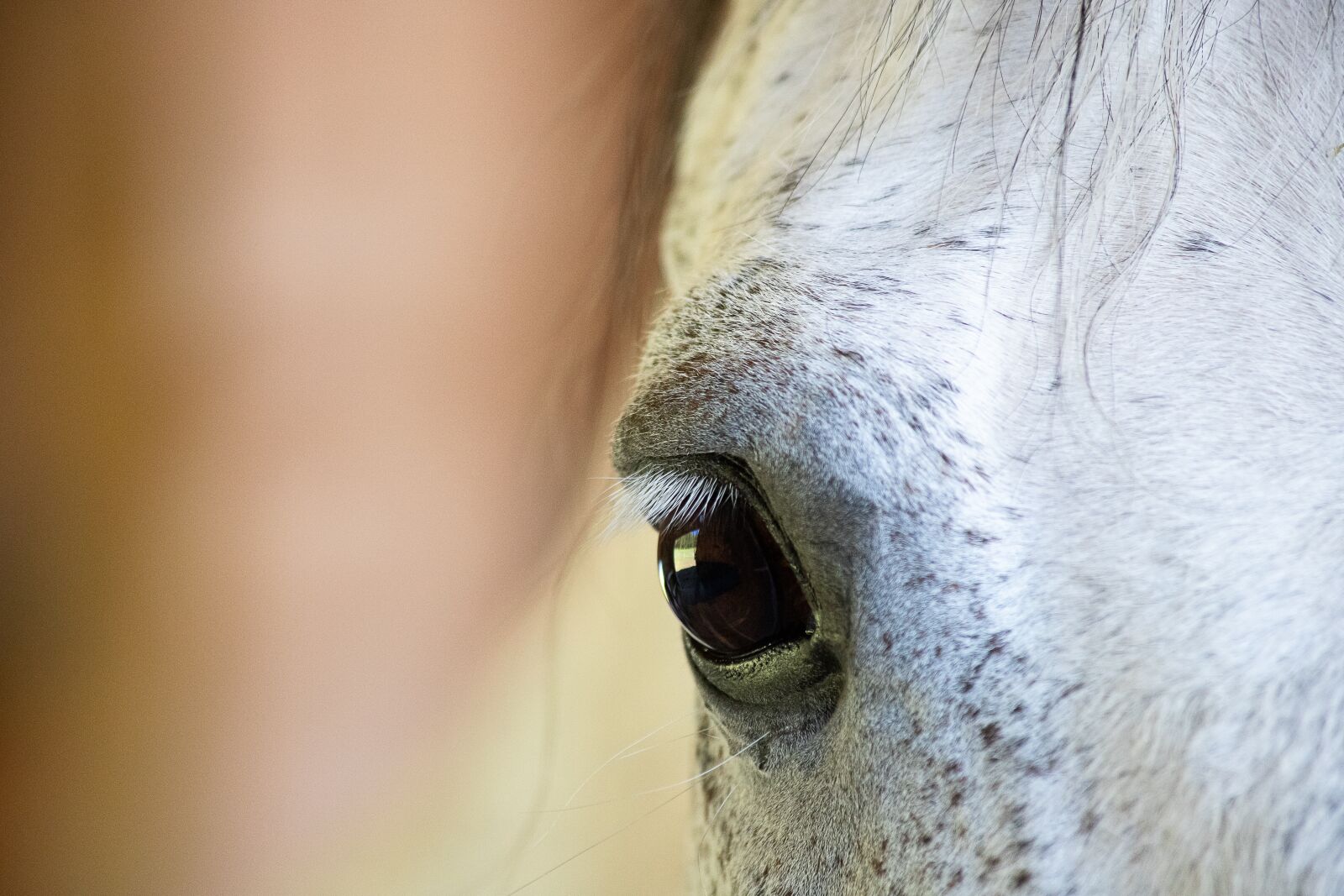Canon EF 70-300mm F4-5.6 IS USM sample photo. Horse, eye, mammal photography