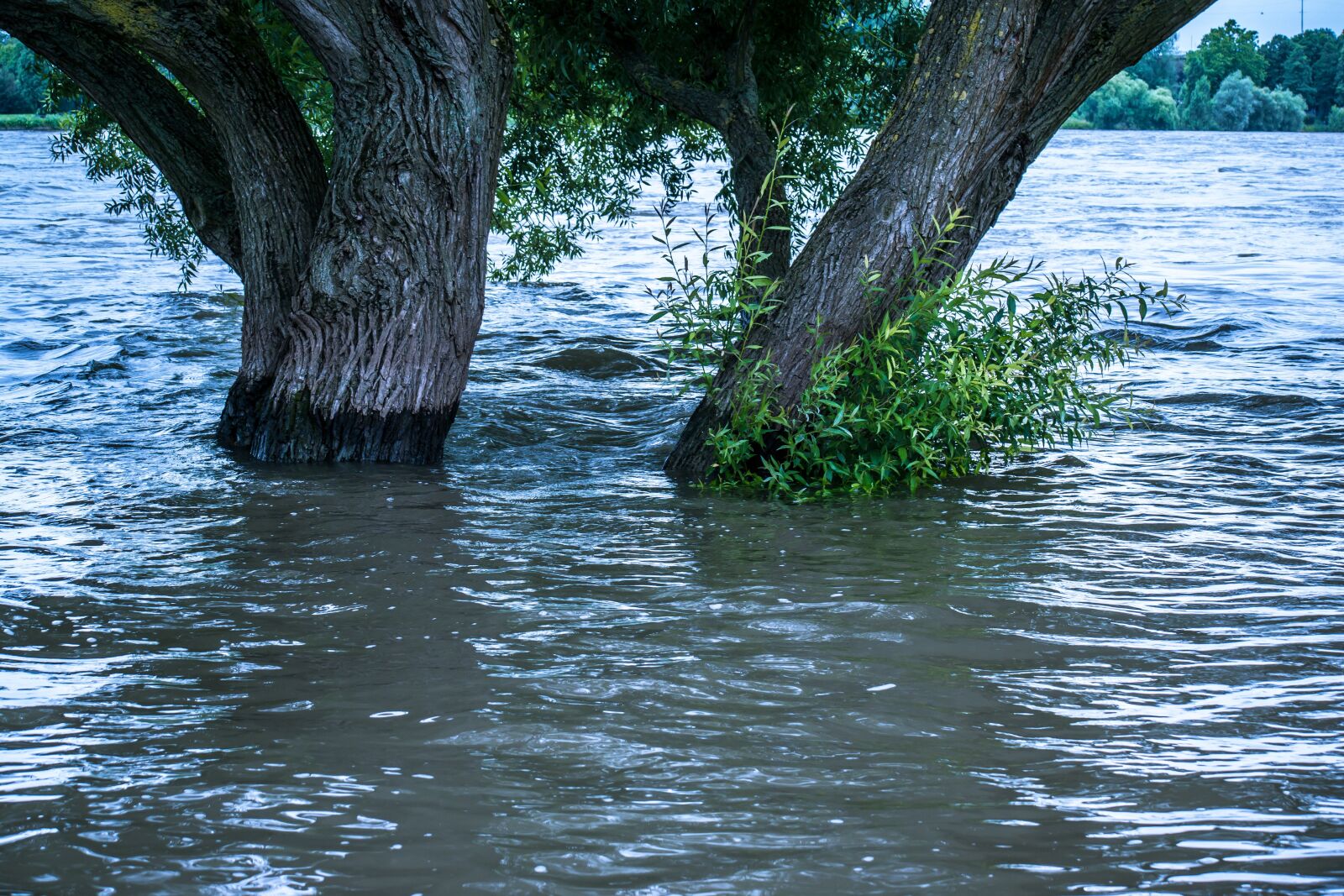 Samsung NX300M + Samsung NX 50-200mm F4-5.6 ED OIS sample photo. High water, river, bush photography