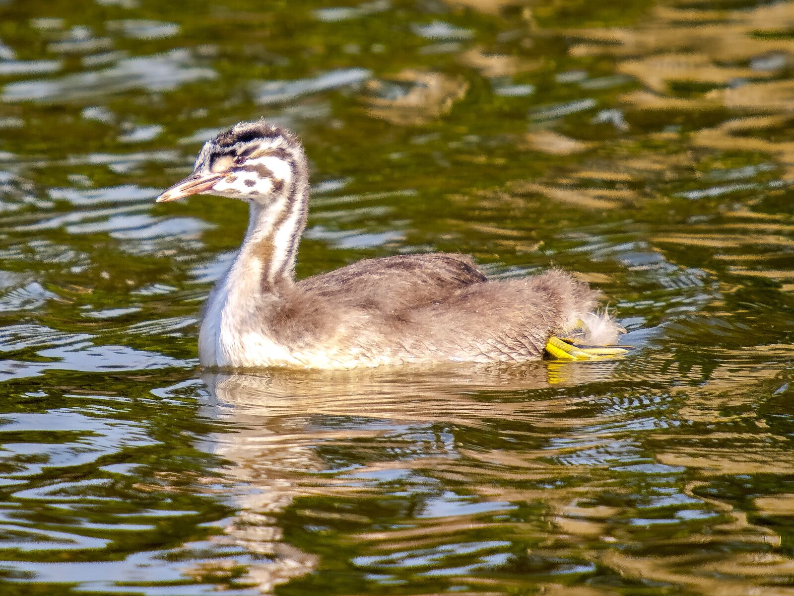 Olympus E-3 sample photo. Great crested grebe, divers photography