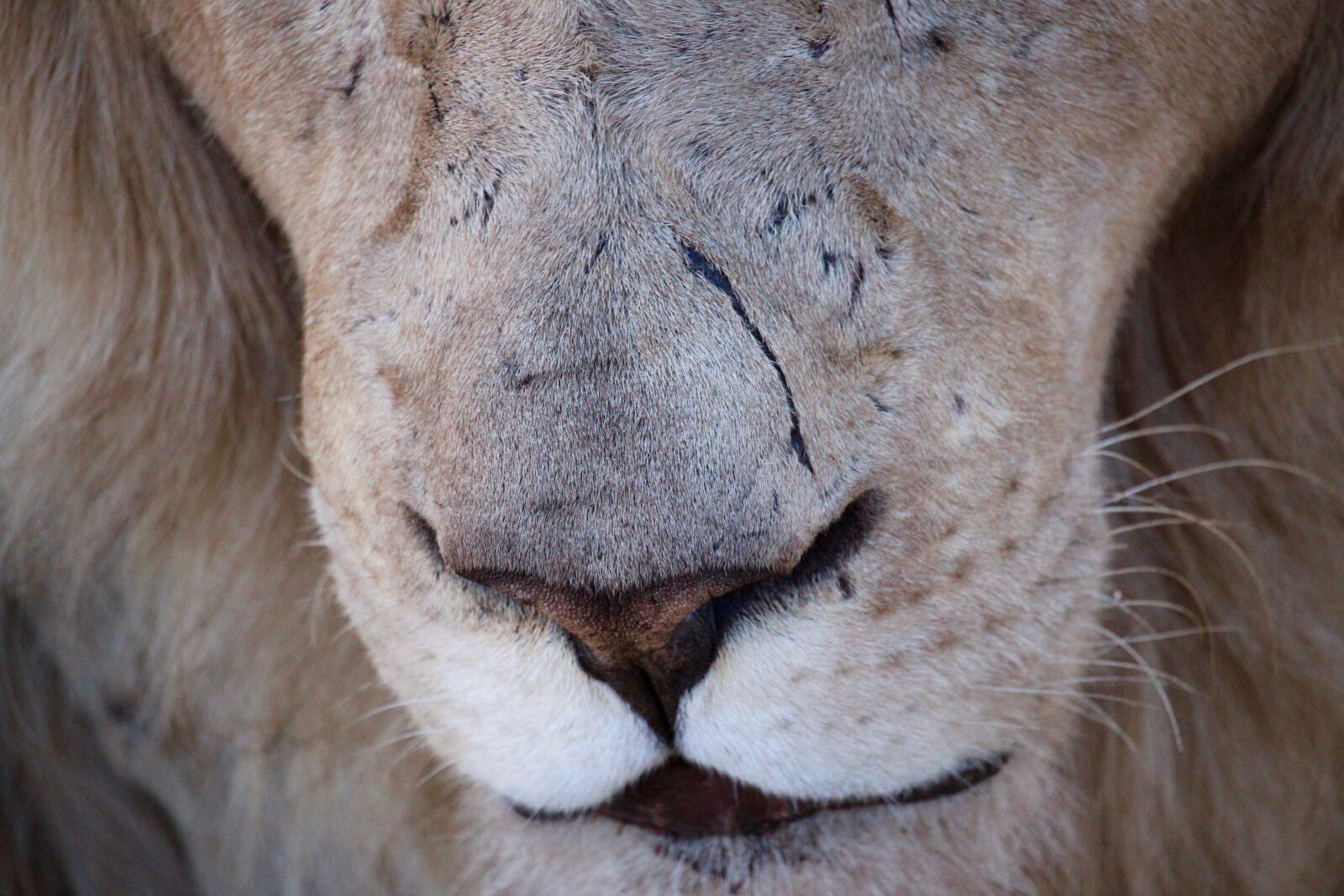 Canon EOS 600D (Rebel EOS T3i / EOS Kiss X5) + Canon EF-S 55-250mm F4-5.6 IS STM sample photo. Lion, scar, animal photography