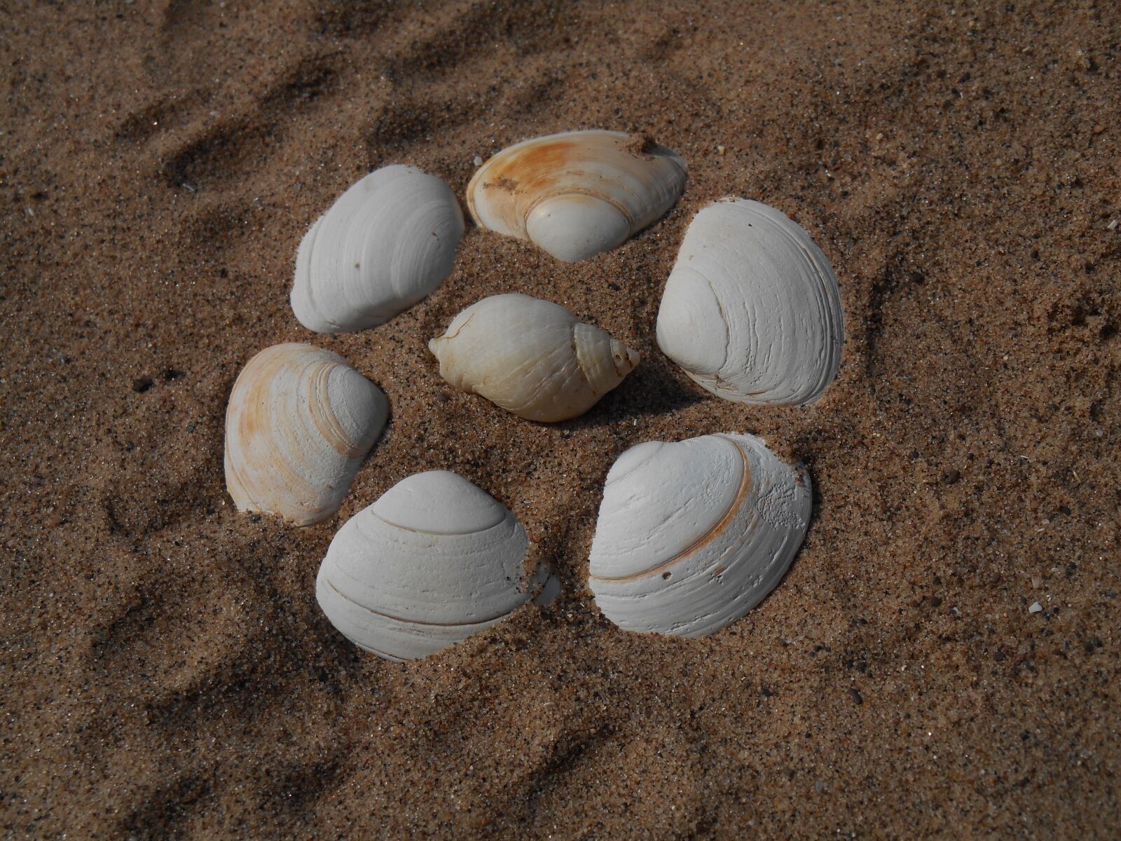 Nikon Coolpix S3500 sample photo. Shells, beach, sand photography