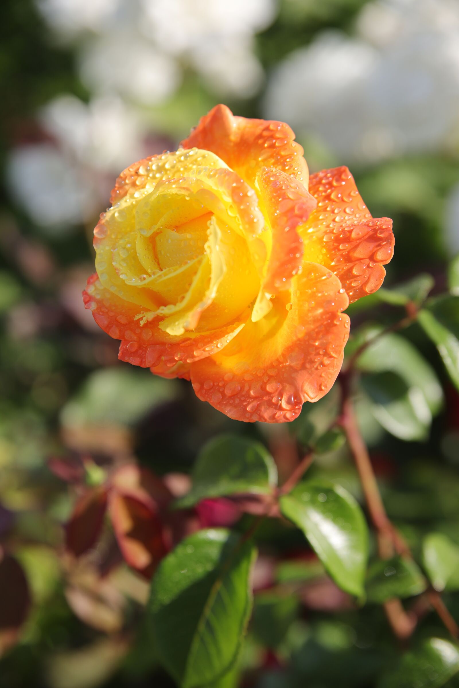 Canon EOS 6D Mark II sample photo. Rose, petal, flowers photography
