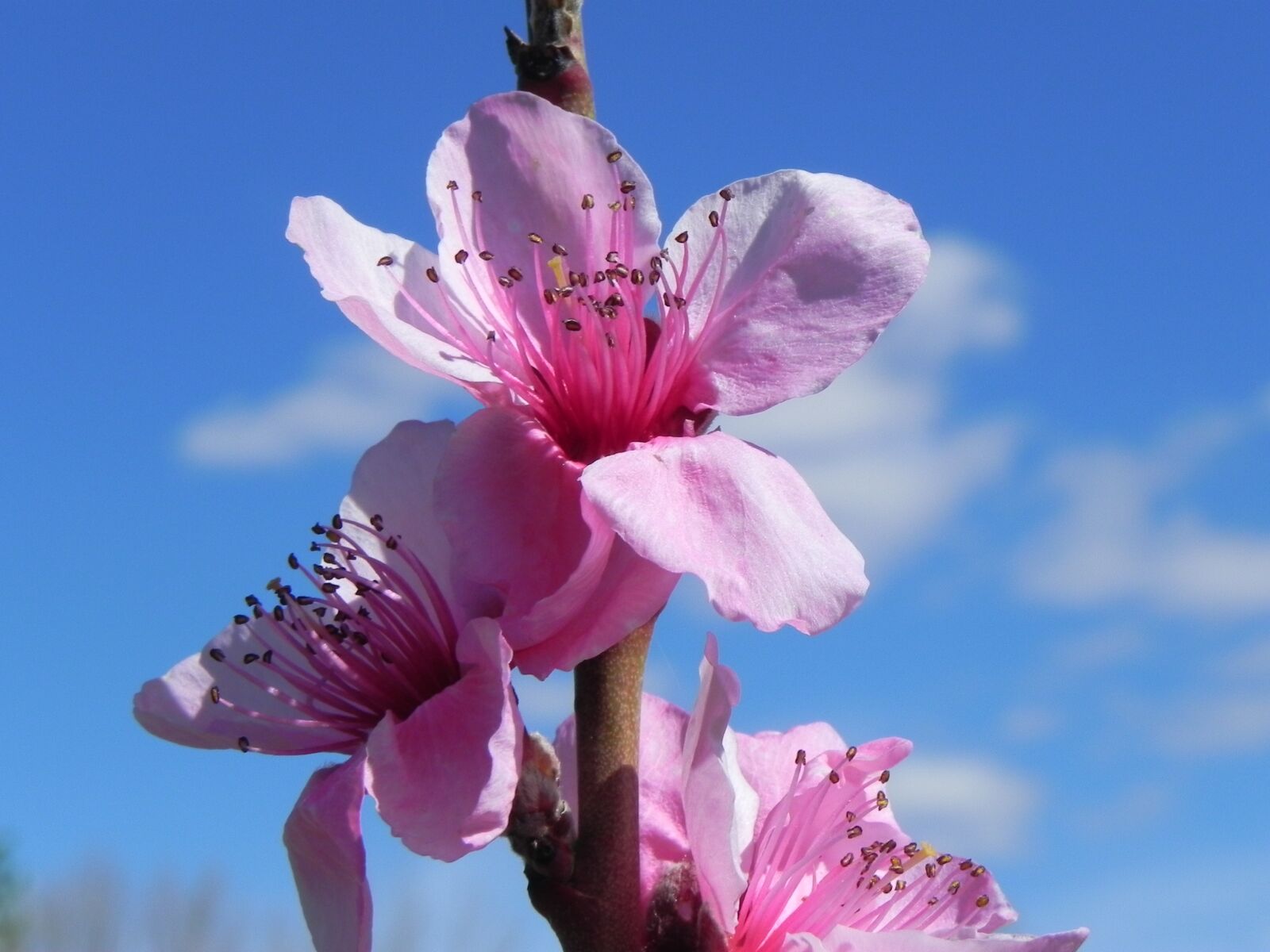 Nikon Coolpix P100 sample photo. Flower, blue, spring photography
