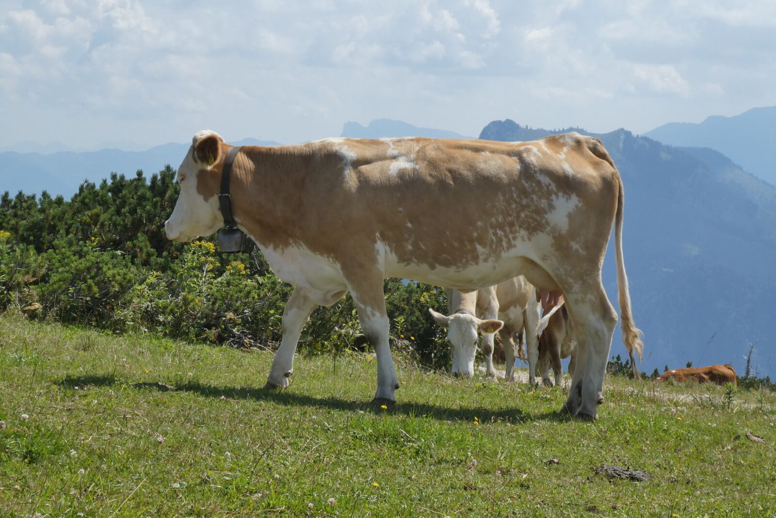 Panasonic Lumix DC-ZS70 (Lumix DC-TZ90) sample photo. Cows, alps, meadow photography