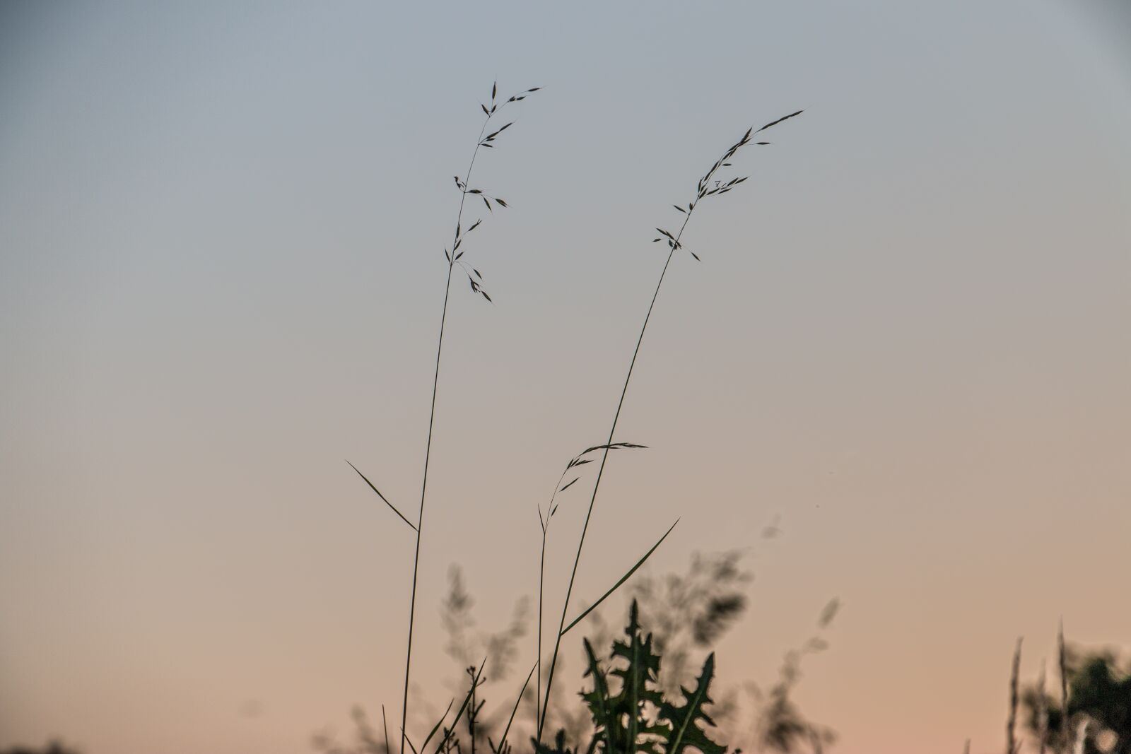 Canon EOS 70D sample photo. Plant, bush, leaves photography