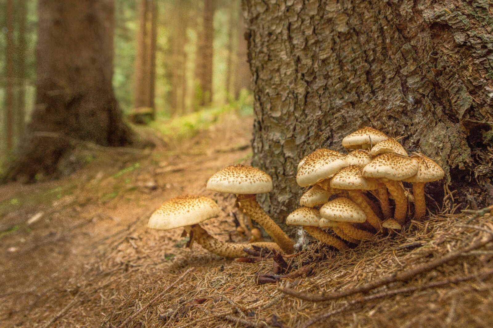 Sony SLT-A77 sample photo. Mushroom, sparriger mushroom, log photography
