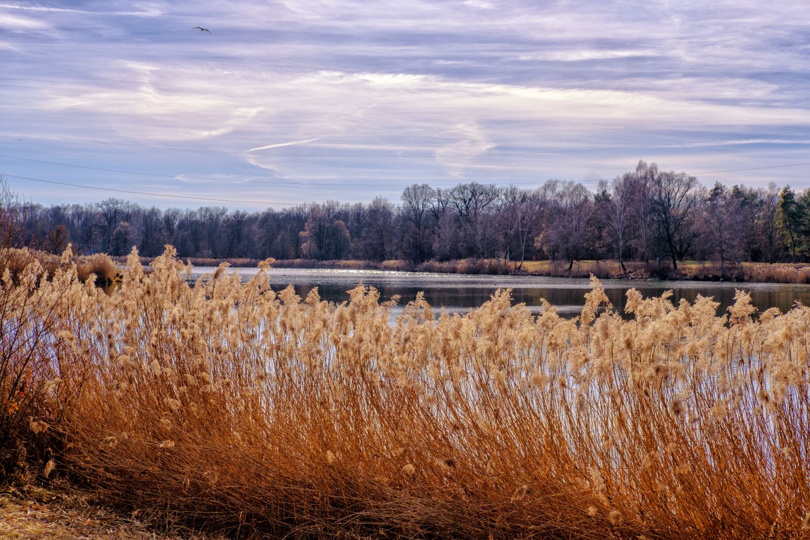 Fujifilm X-T2 + Fujifilm XF 35mm F2 R WR sample photo. Lake, water, reed photography