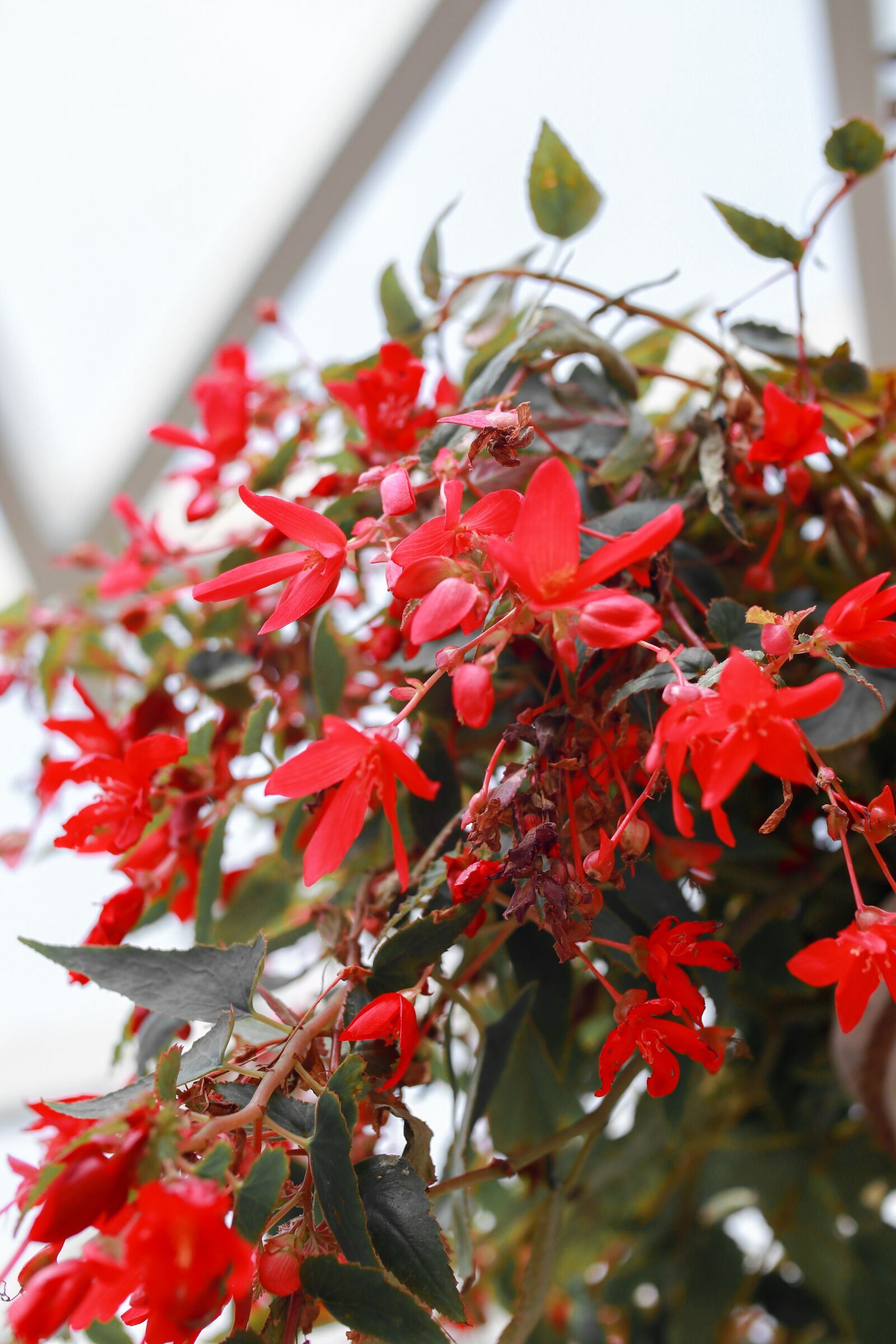 Canon EOS M6 + Canon EF 50mm F1.8 STM sample photo. Red flowers, plant, flowers photography
