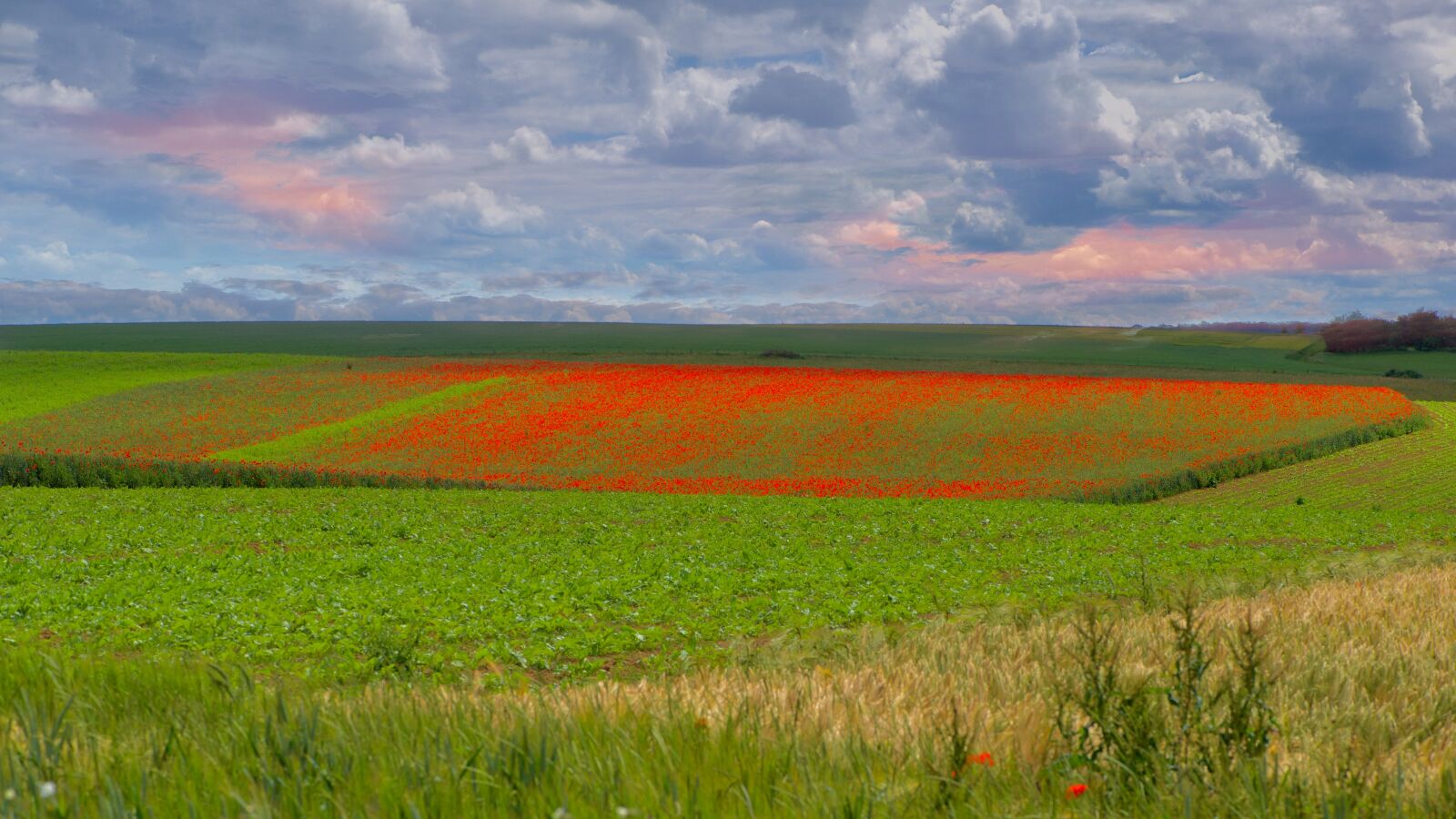 Nikon D750 sample photo. Poppies, summer, landscape photography