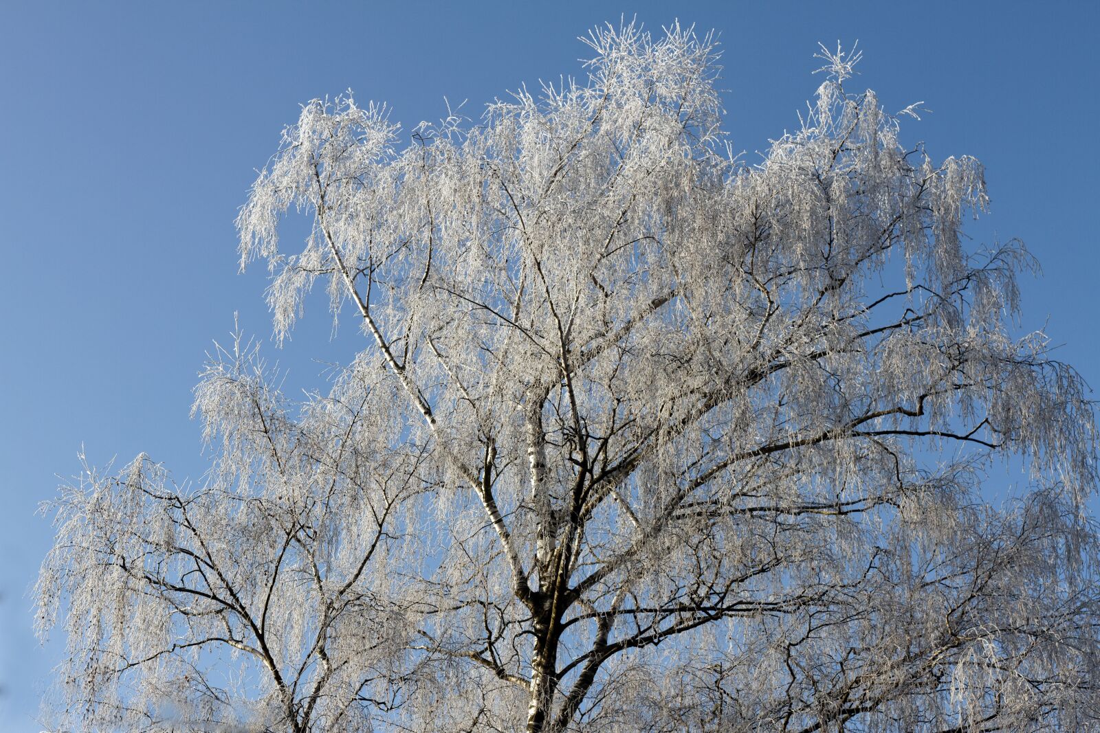 Canon EOS 7D sample photo. Hoarfrost, tree, winter photography