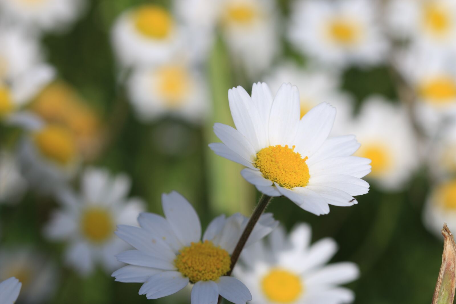 Canon EOS 70D + Canon EF 100mm F2.8 Macro USM sample photo. Daisy, green, flower photography
